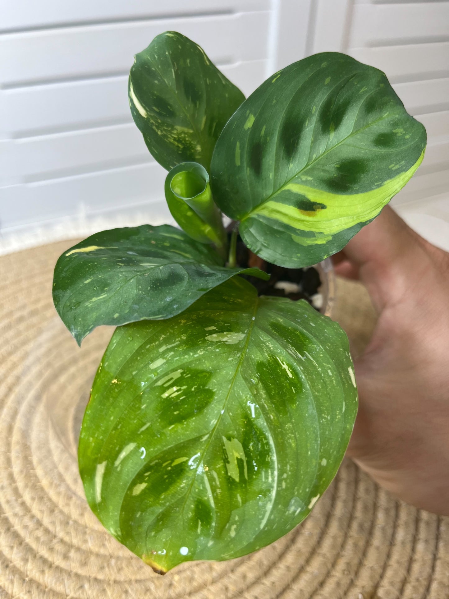 Prayer Plant(Maranta) Variegated #2