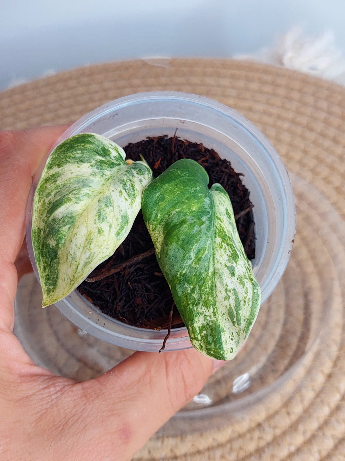 Scindapsus Creme Brulee Variegated (1)