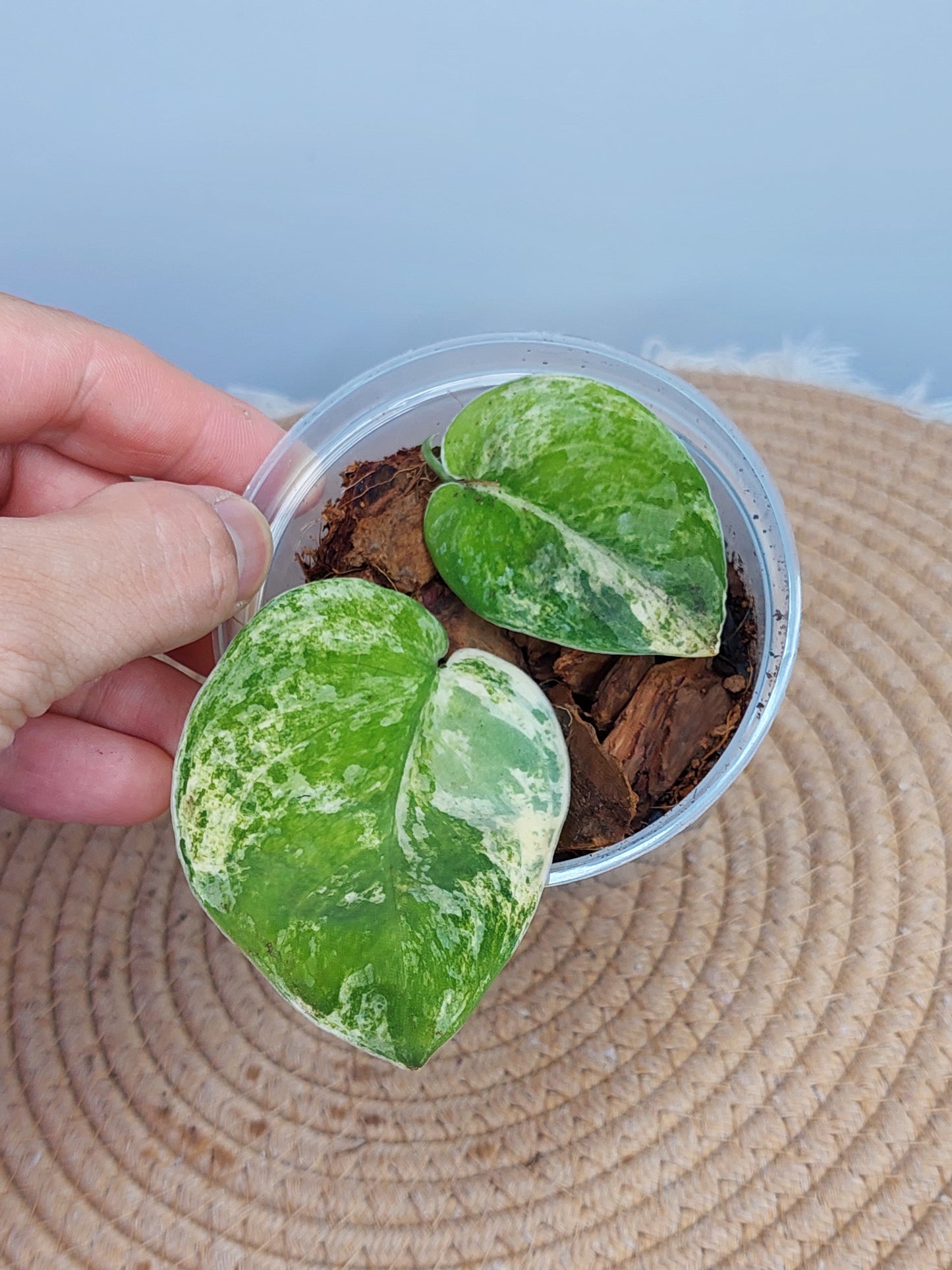 Scindapsus Mangurai Variegated #1