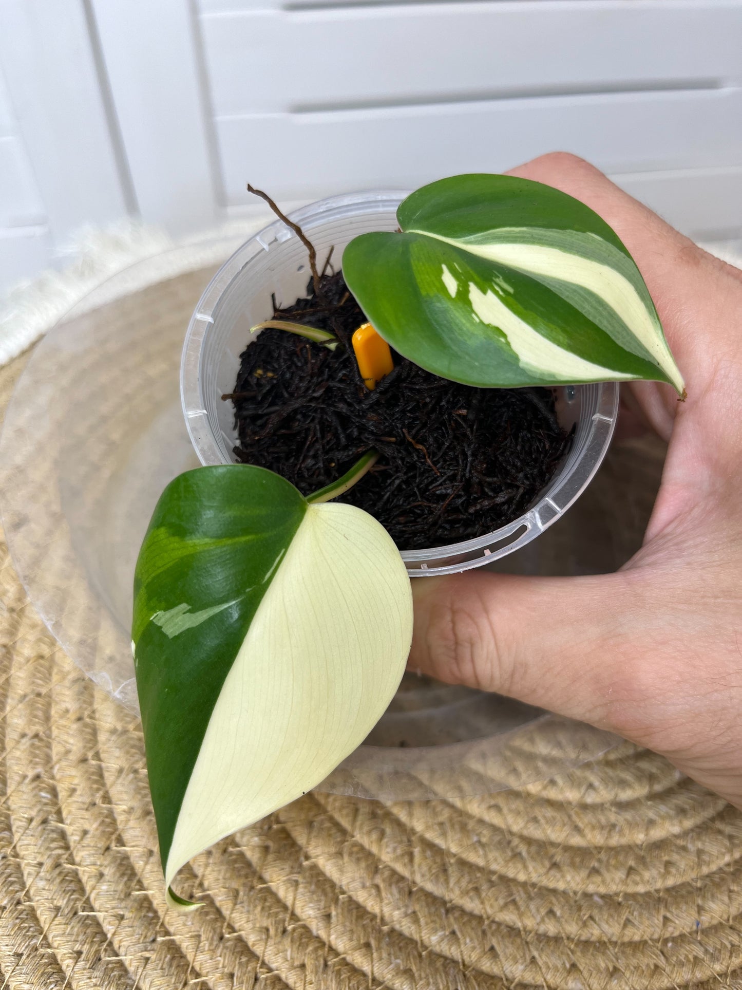 Philodendron Hederaceum(Heartleaf) ALBO Variegated #2