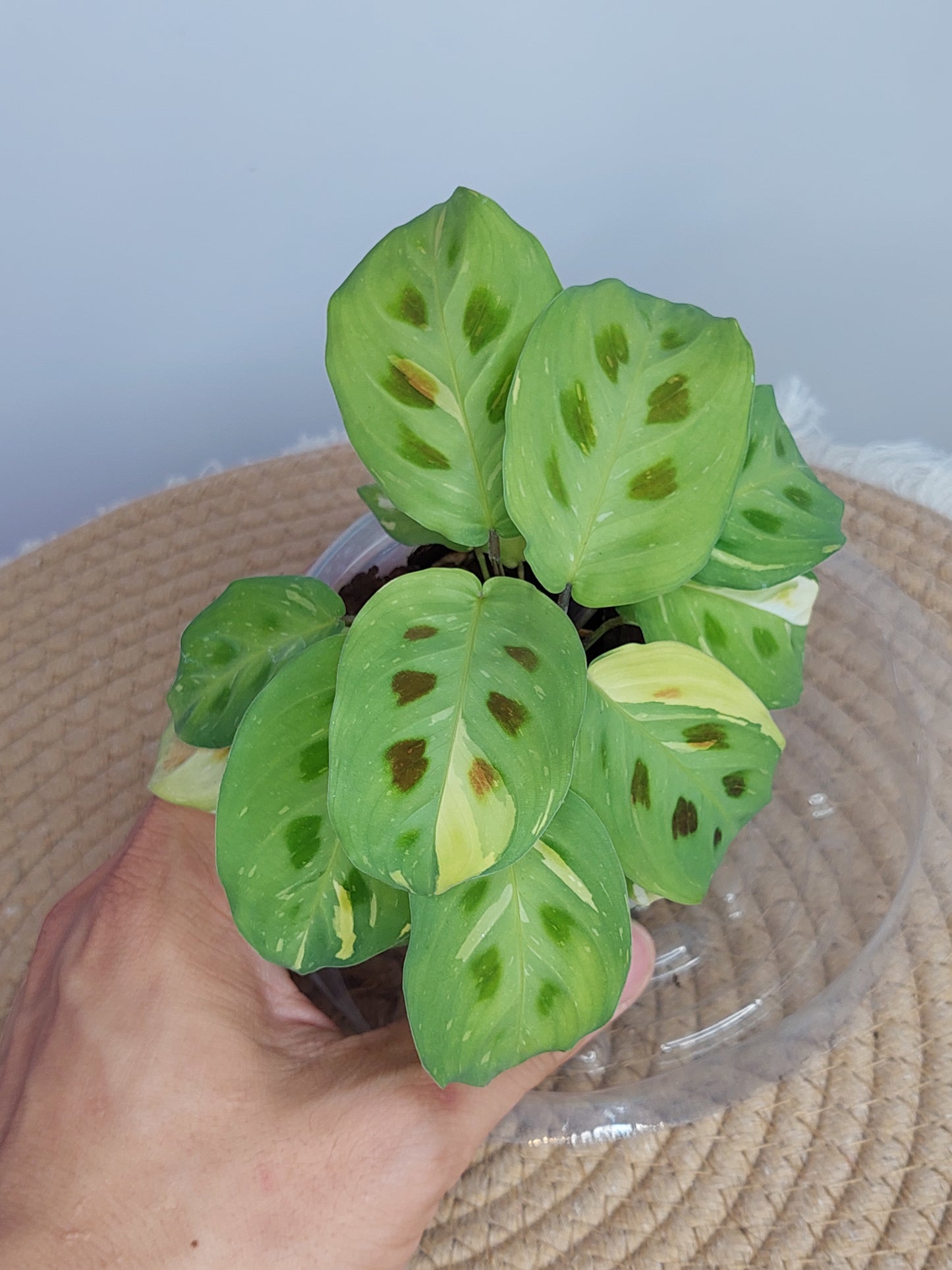 Prayer Plant(Maranta) Variegated 2