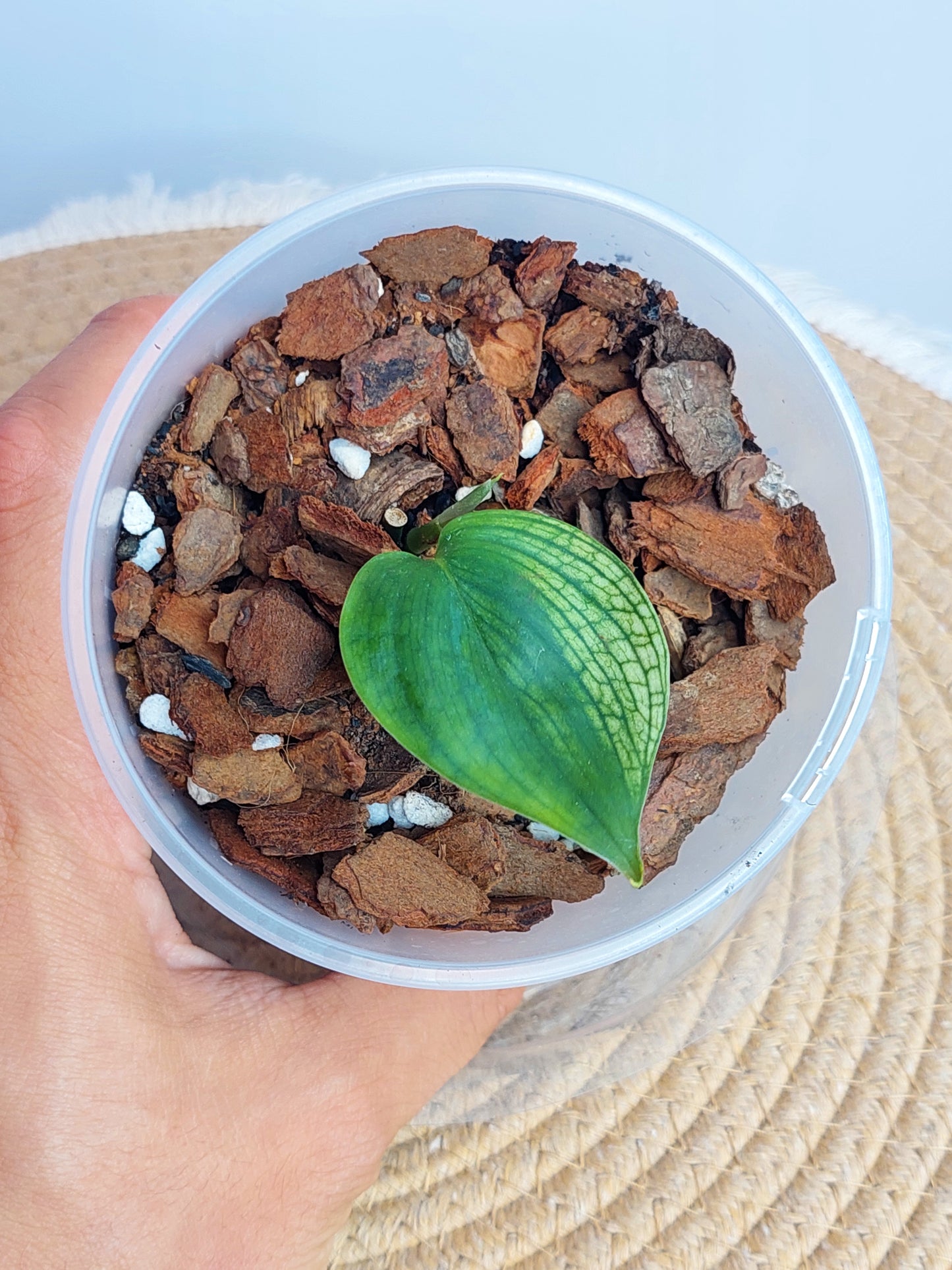 Scindapsus White Monster #B