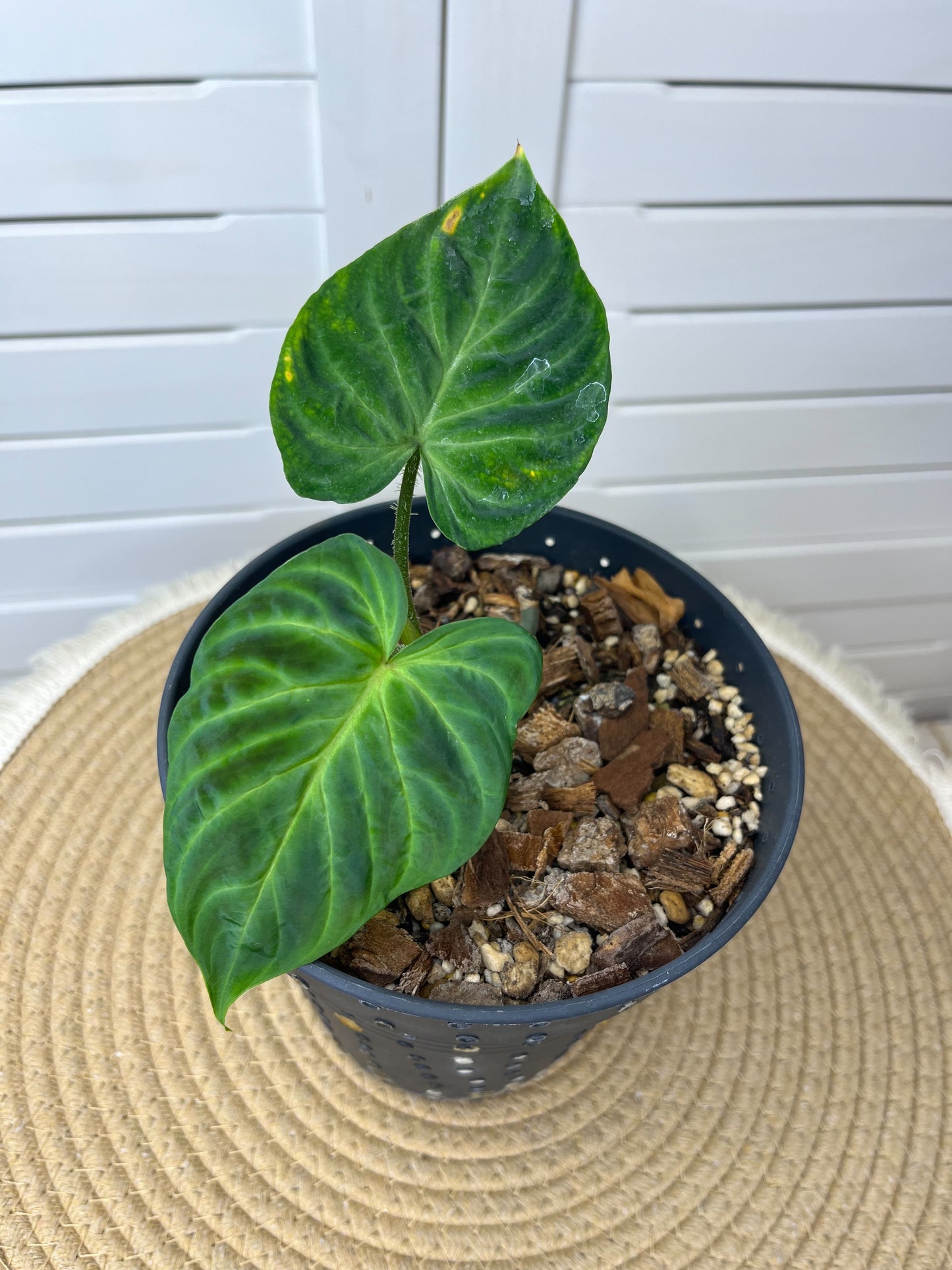 Philodendron Verrucosum 2