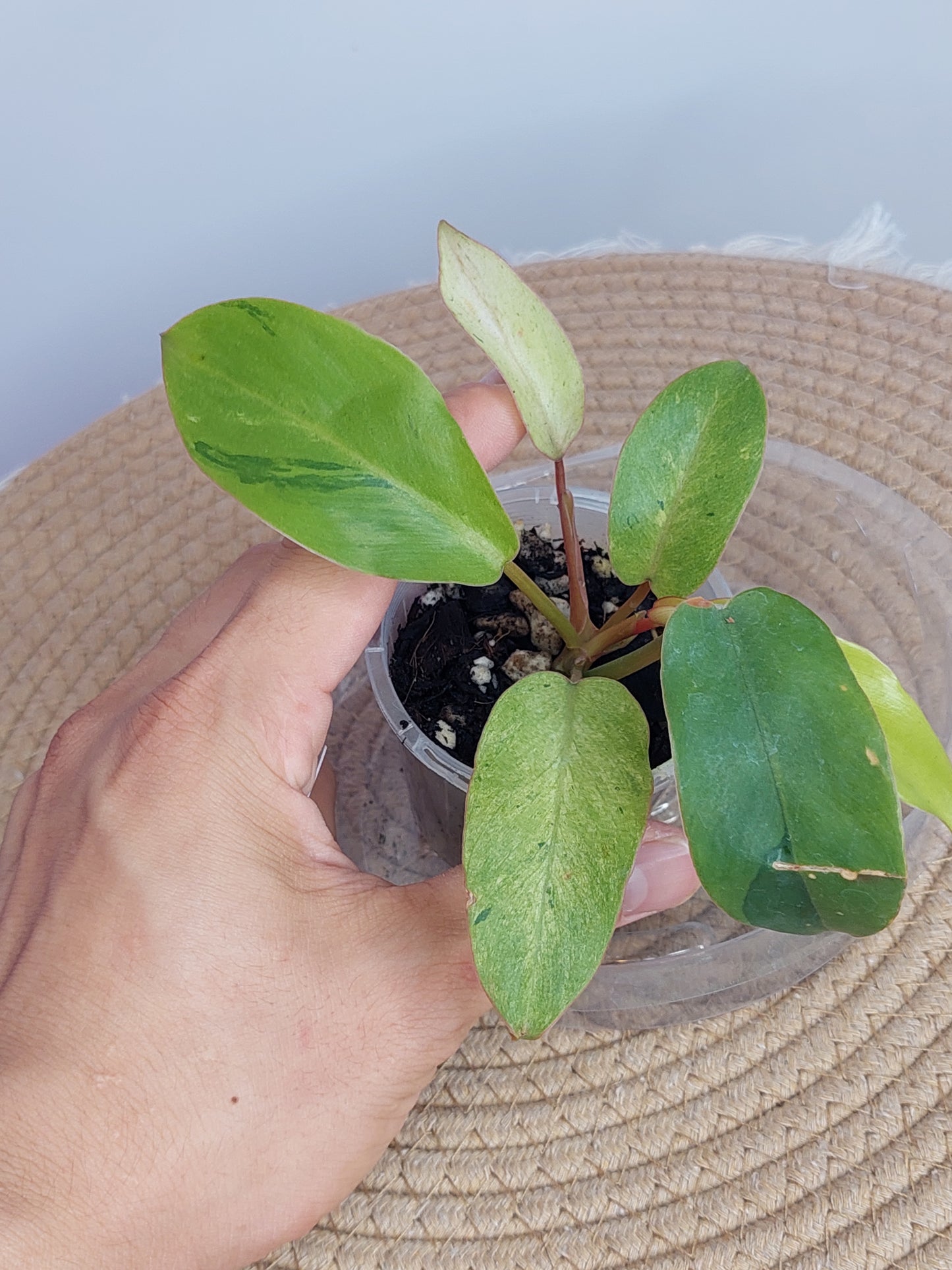 Philodendron Snowdrift 2