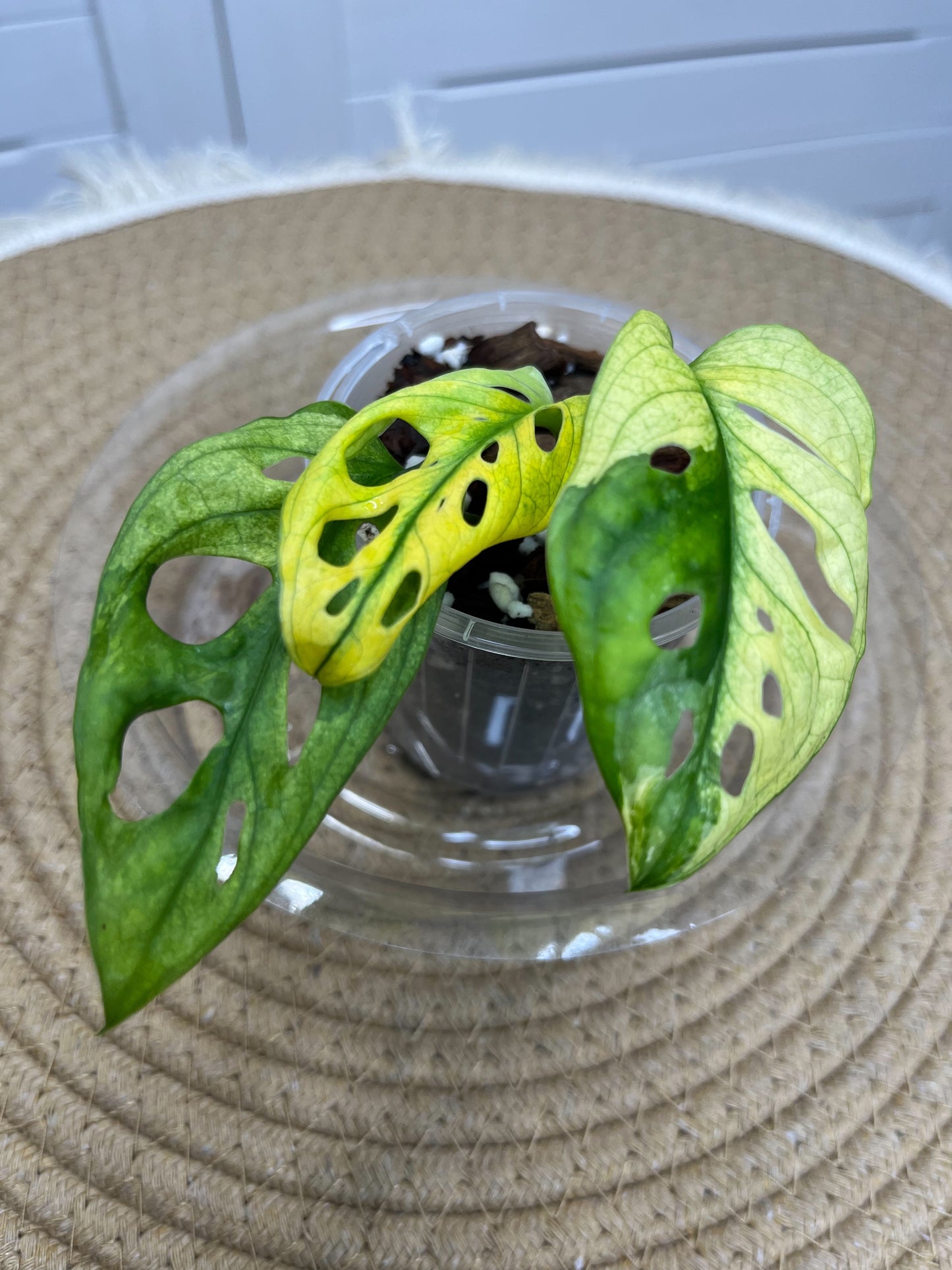 Monstera Monkey Mask(Adansonii) Variegated B