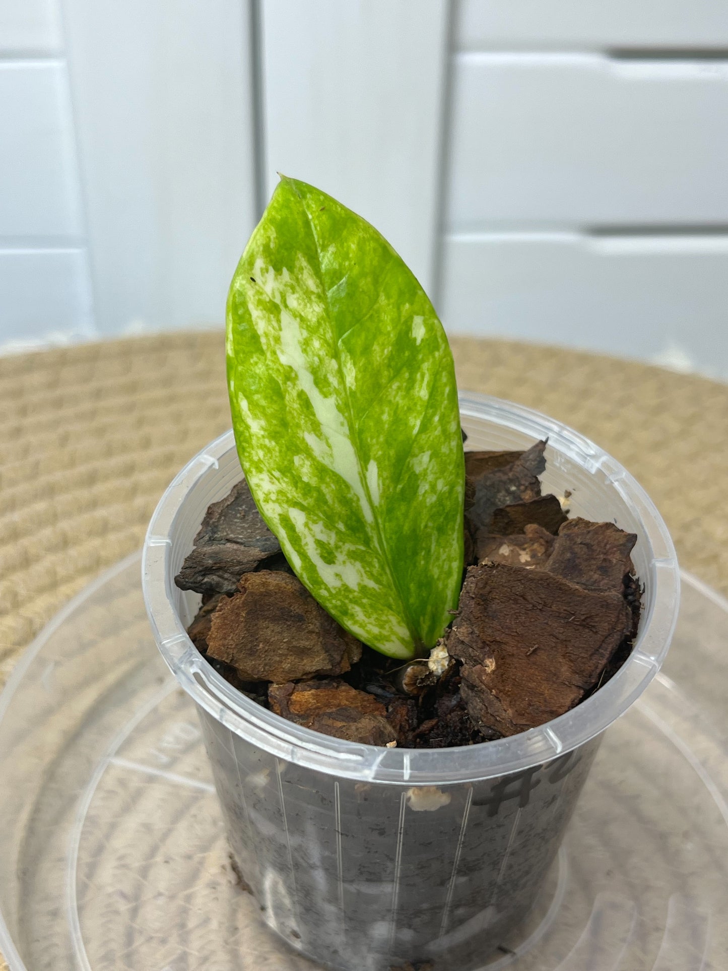 ZZ plant variegated #2