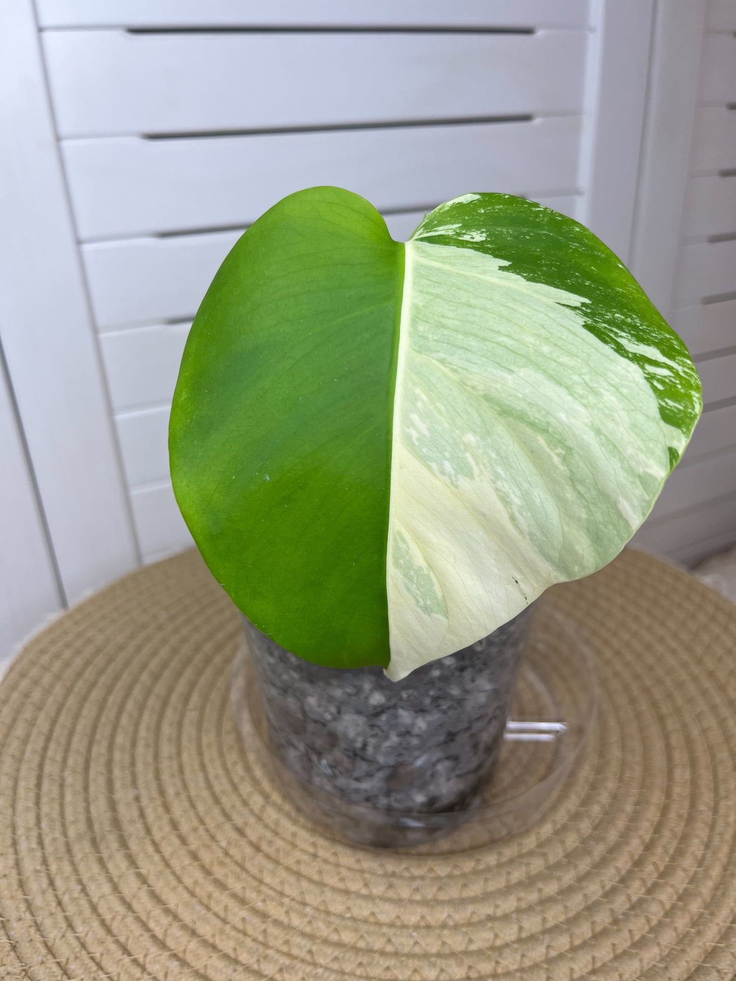 Monstera Borsigiana Albo Variegated 2
