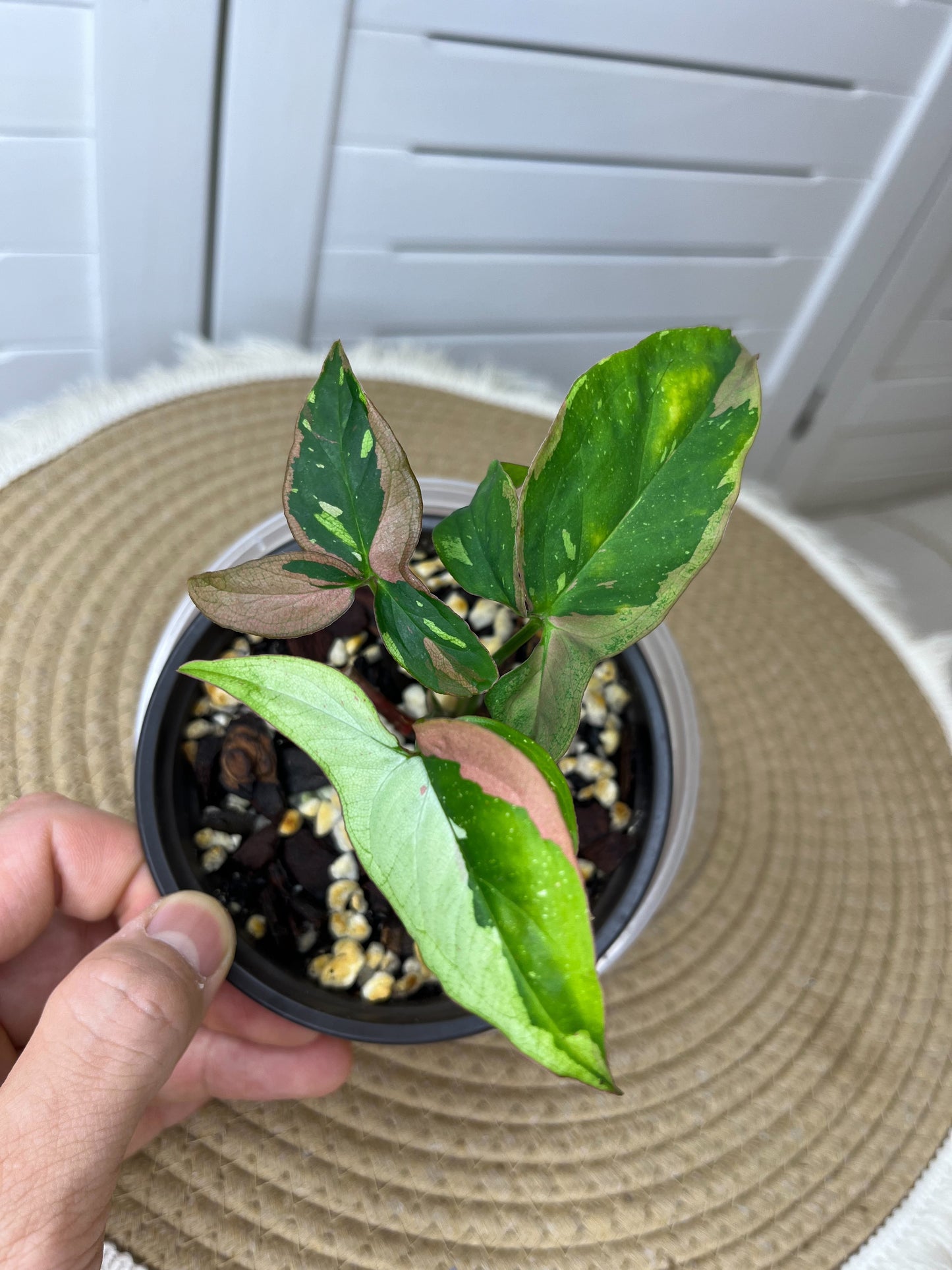 Syngonium Red Spot Tricolour 2