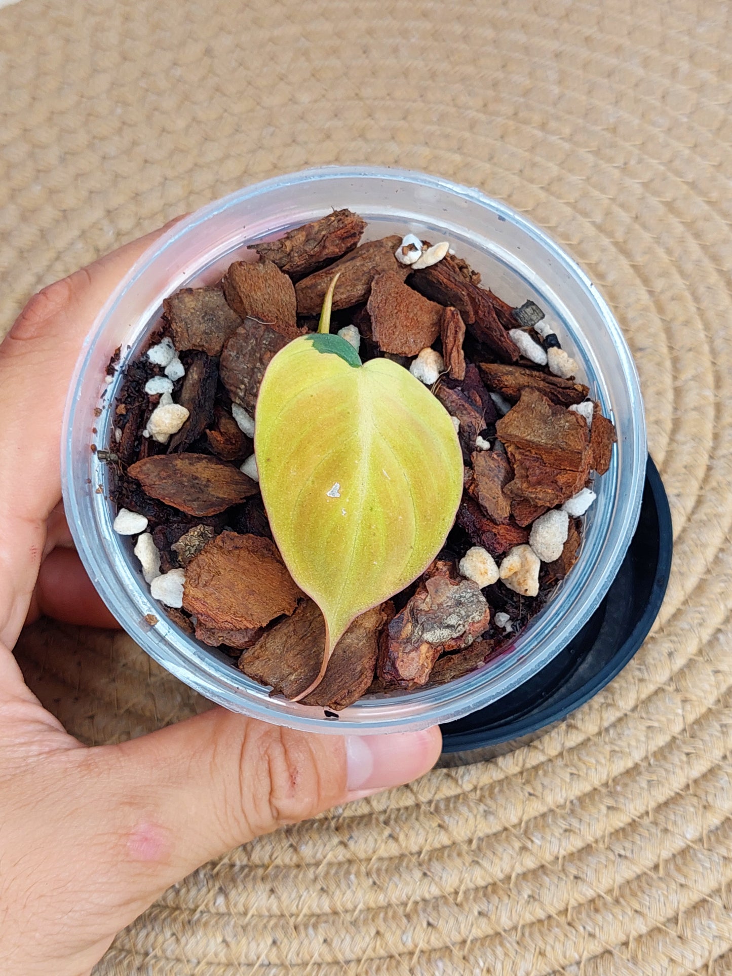 Philodendron Mican Variegated B