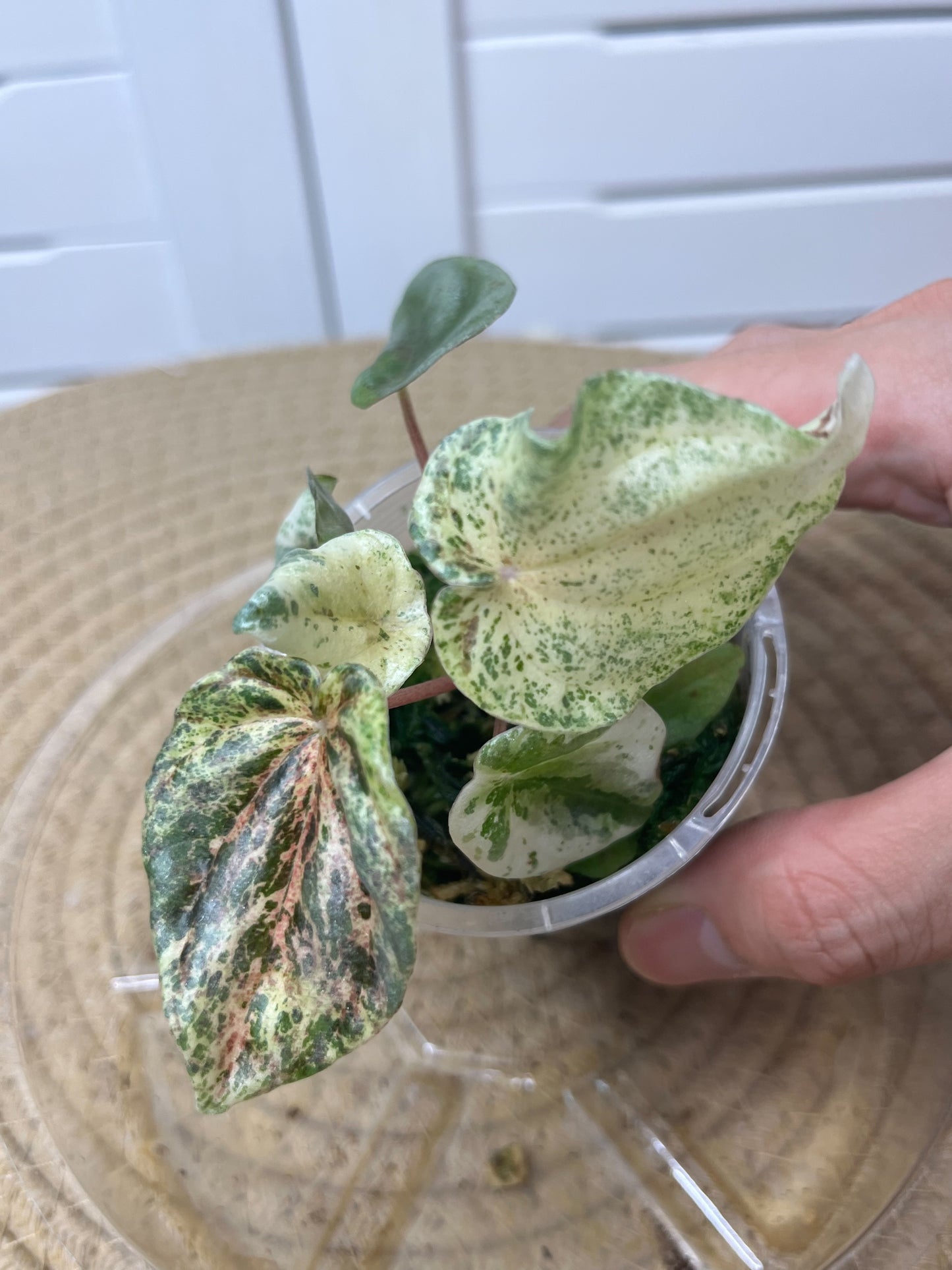 Peperomia Pink Lady 2