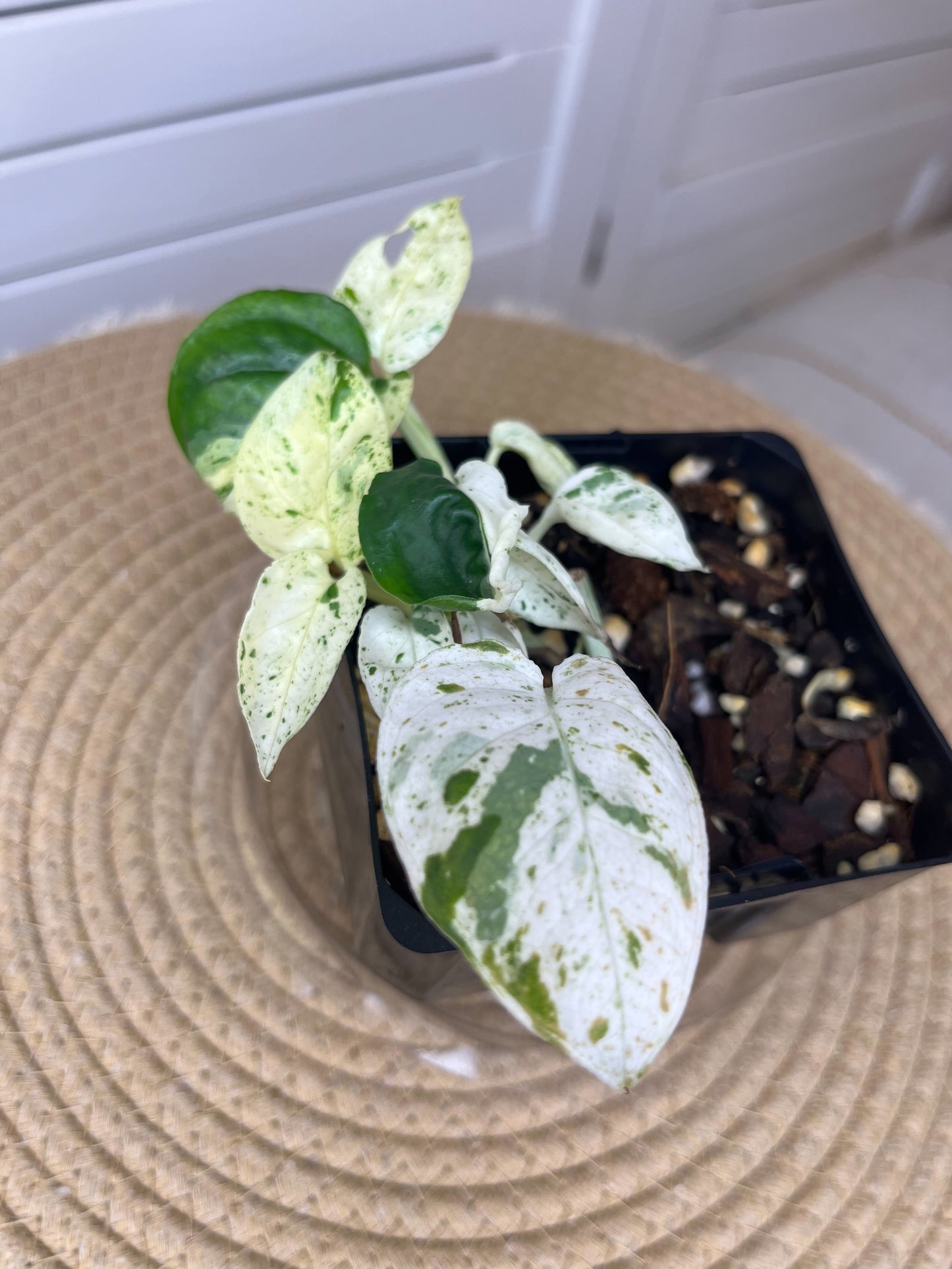 Epipremnum Pinnatum Marble (2)