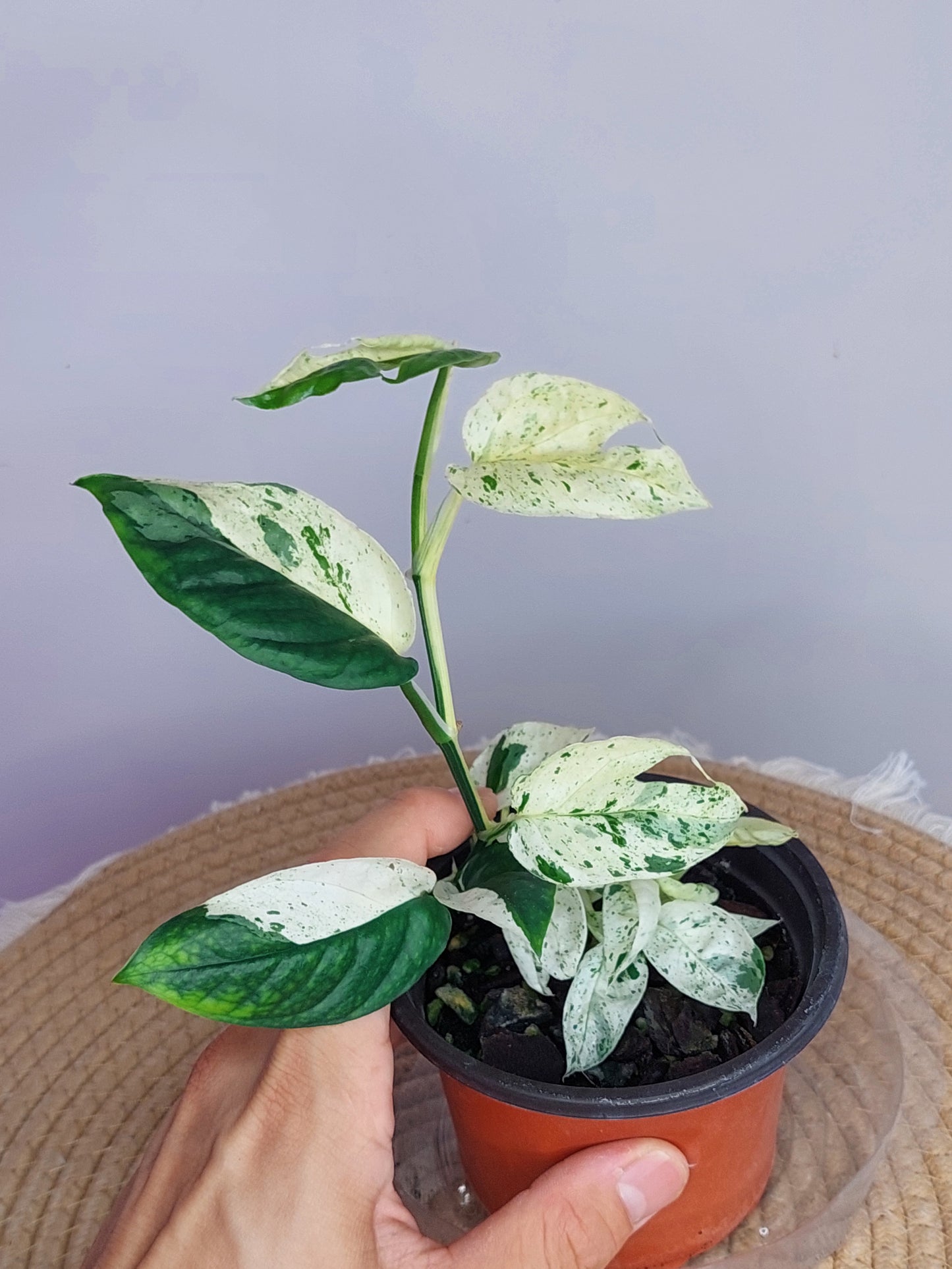 Epipremnum Pinnatum Marble 2
