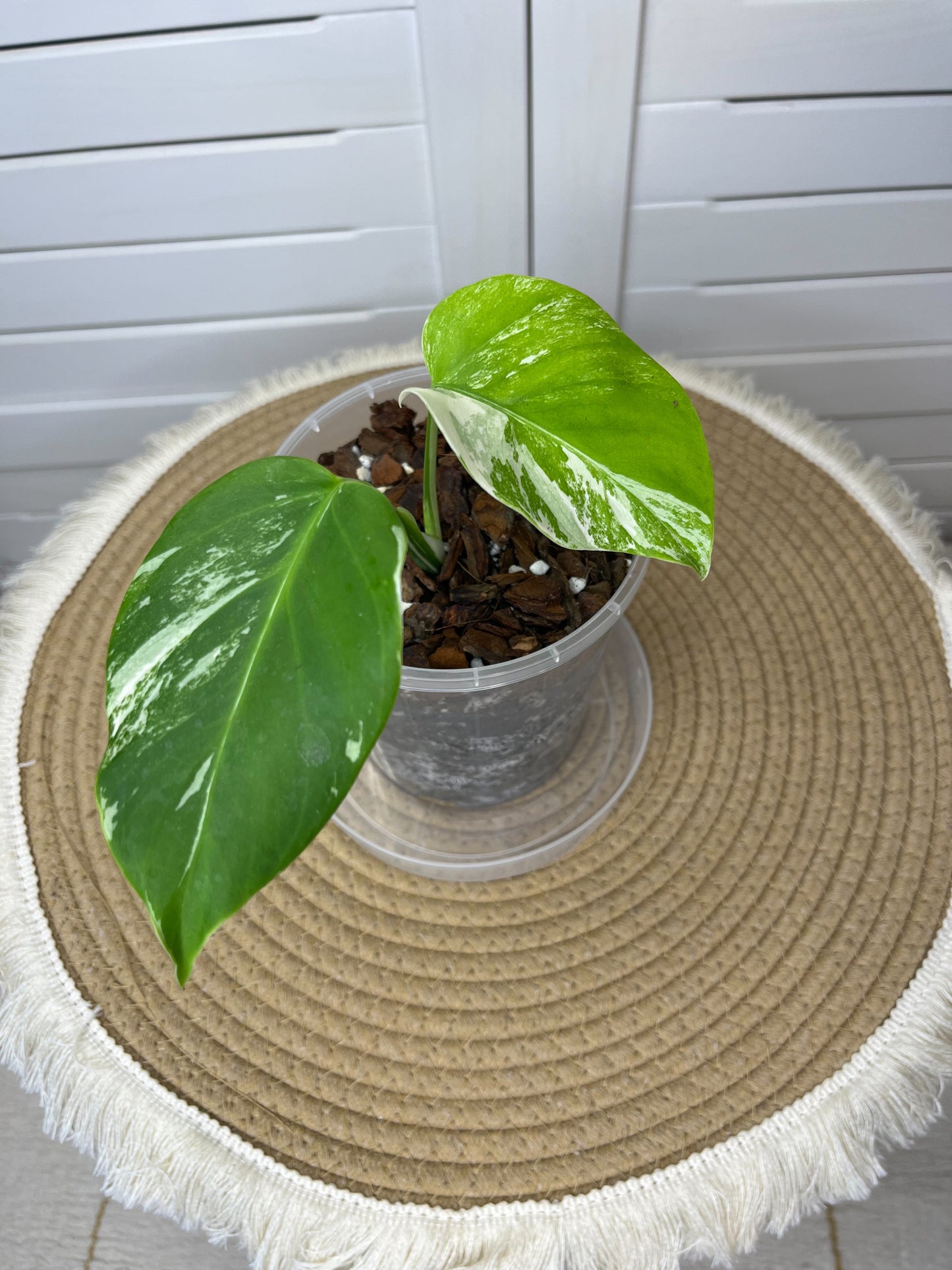 Monstera Borsigiana Albo Variegated 2