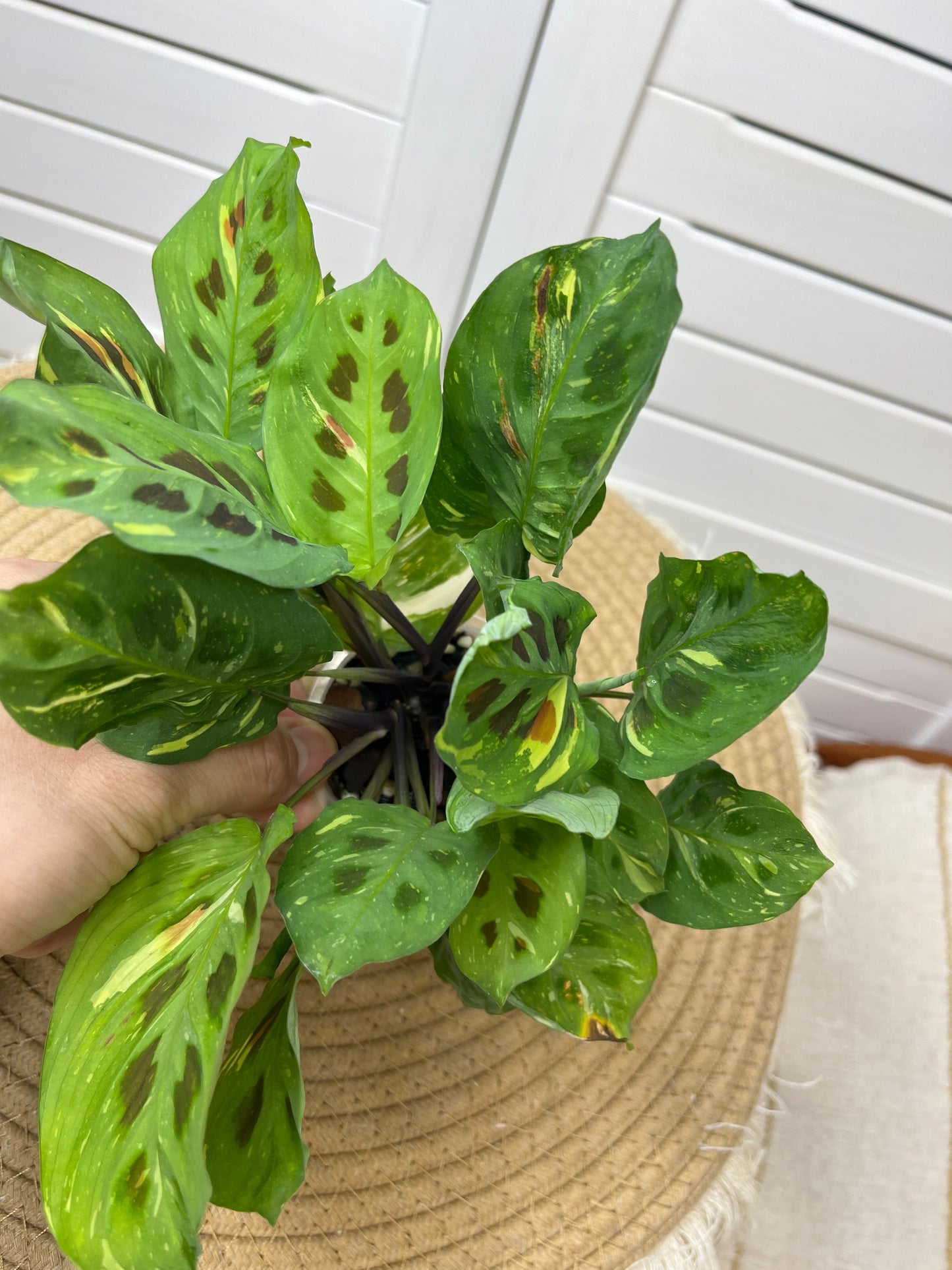 Maranta Variegated (Prayer Plant) 2
