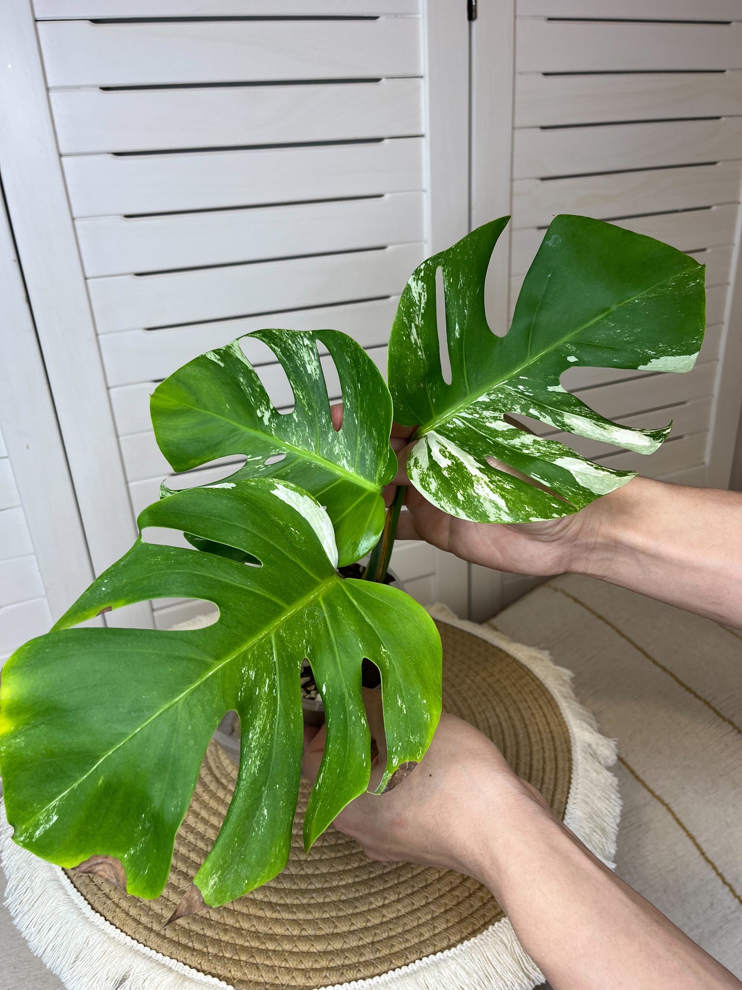 Monstera Borsigiana Albo Variegated #2