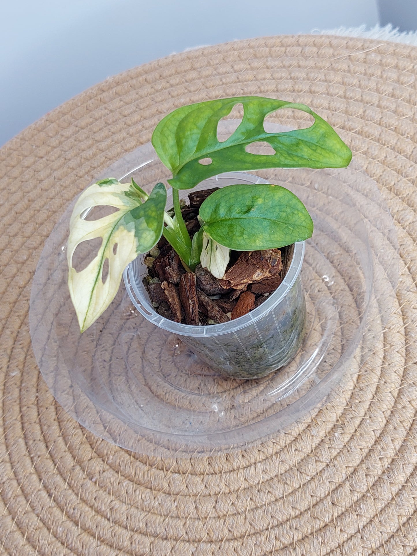 Monstera Monkey Mask(Adansonii) Variegated 2