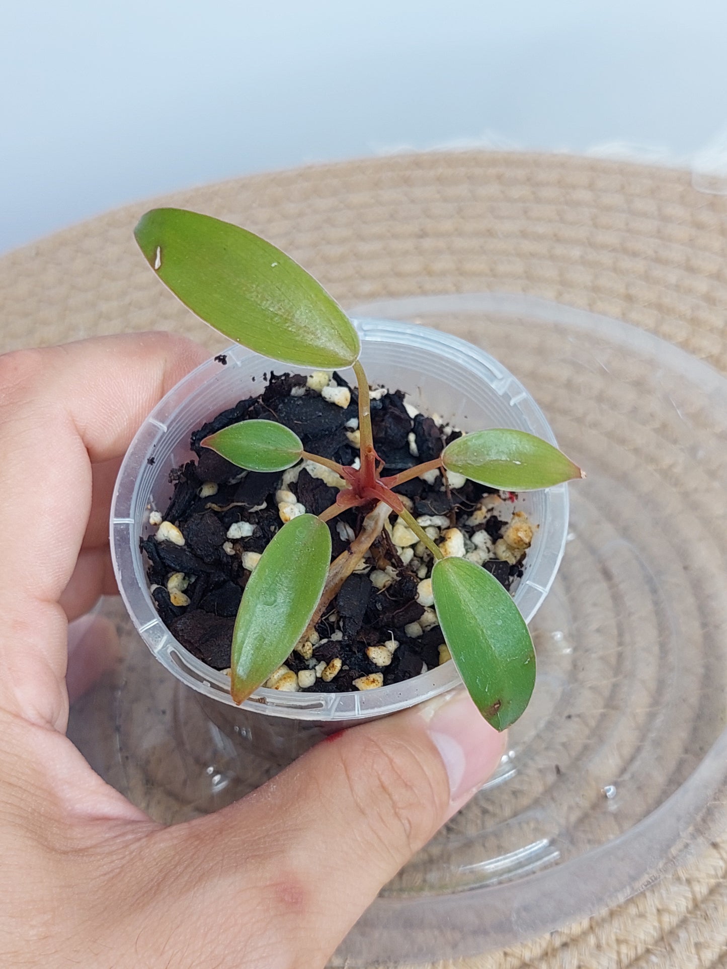 Philodendron Florida Bronze 2