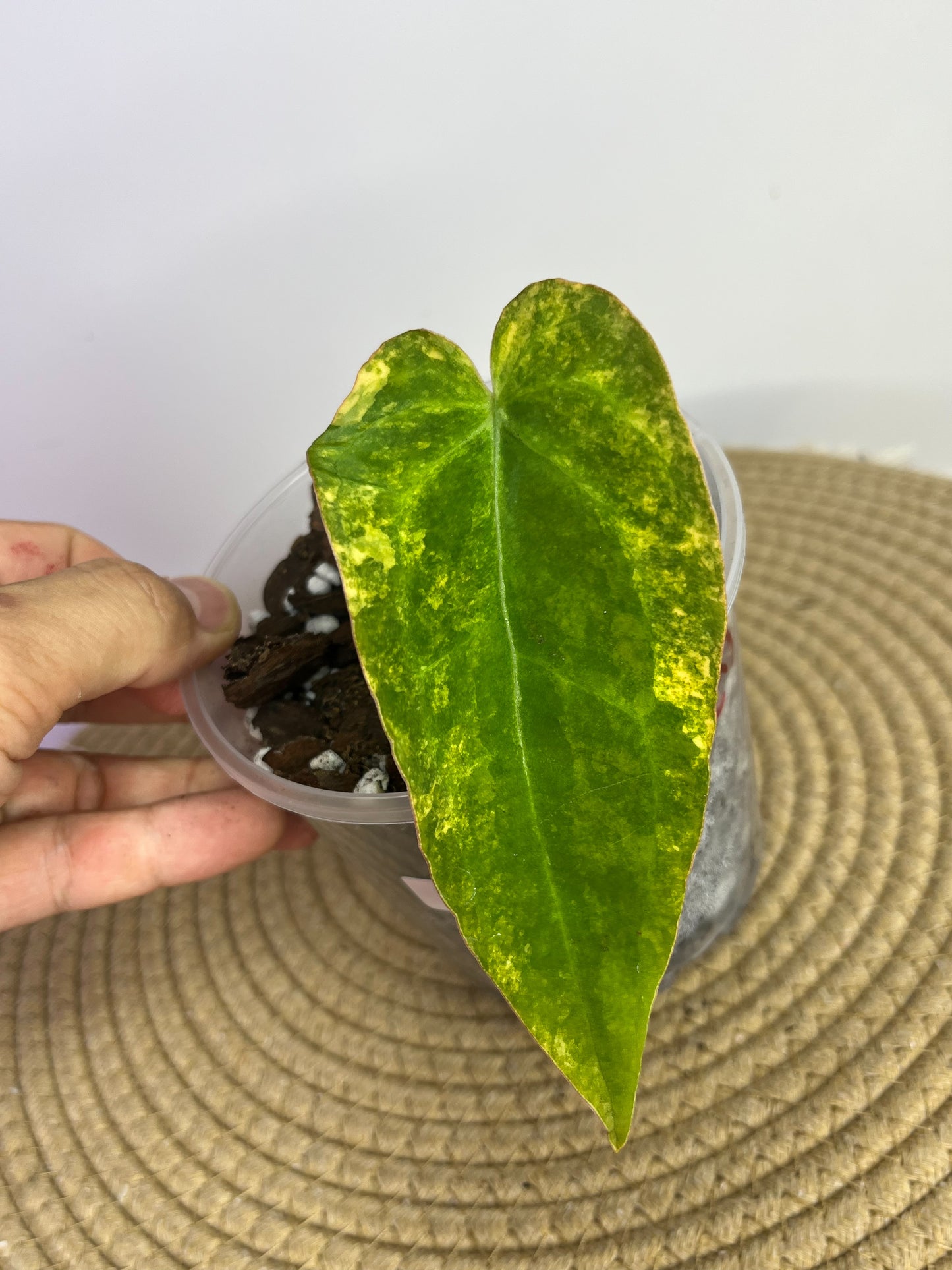 Anthurium Forgetii x Variegated A