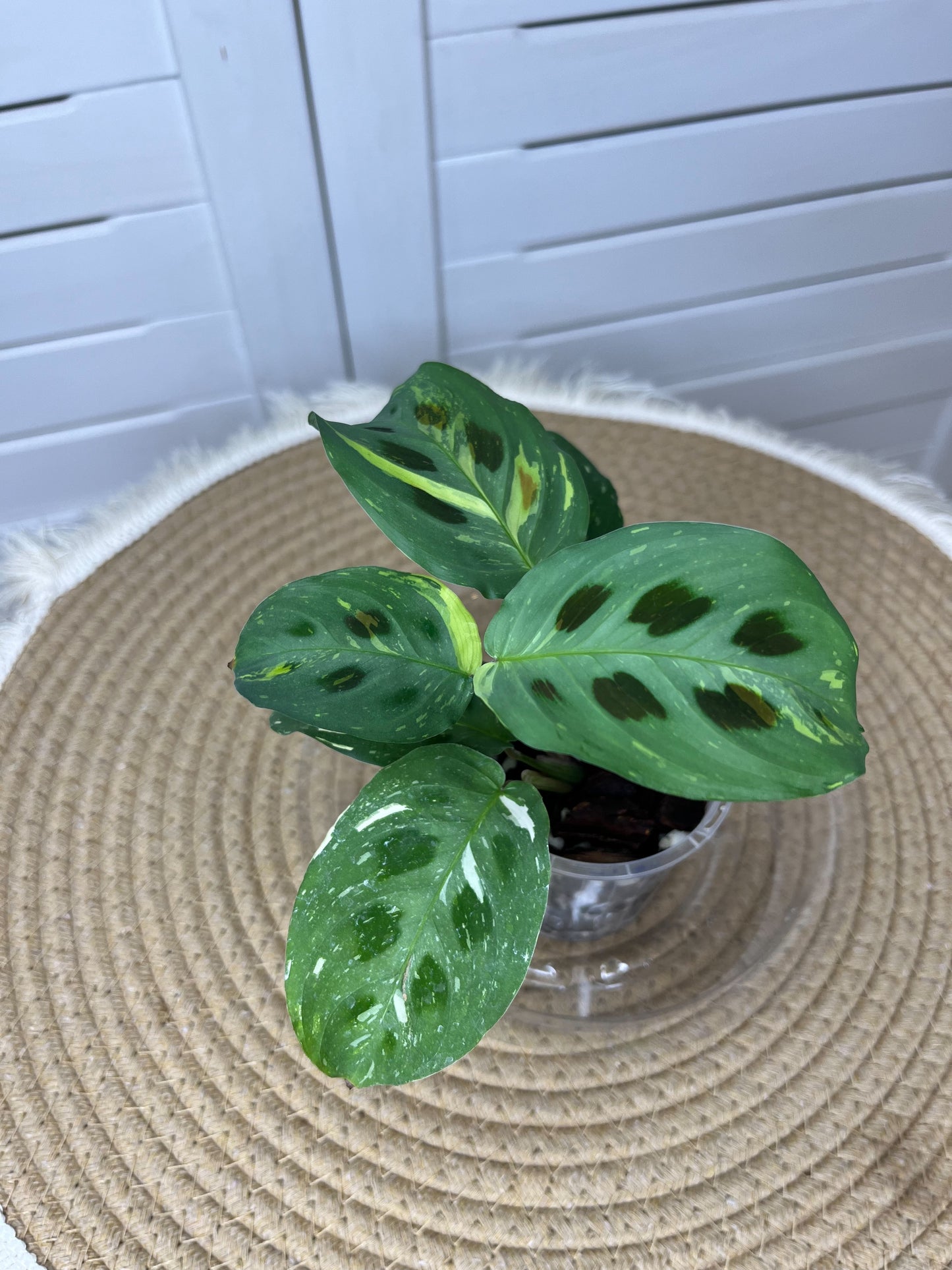 Prayer Plant(Maranta) Variegated 2