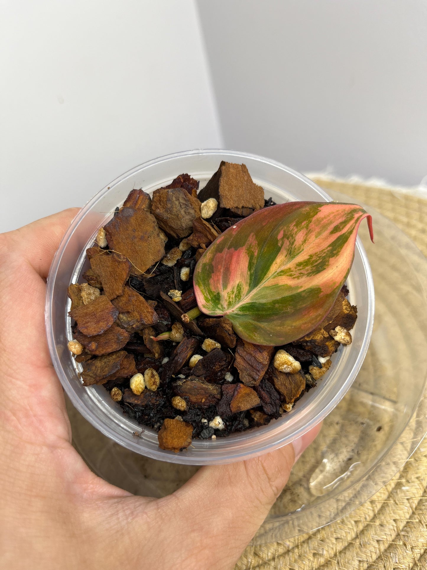 Philodendron Mican Variegated 01