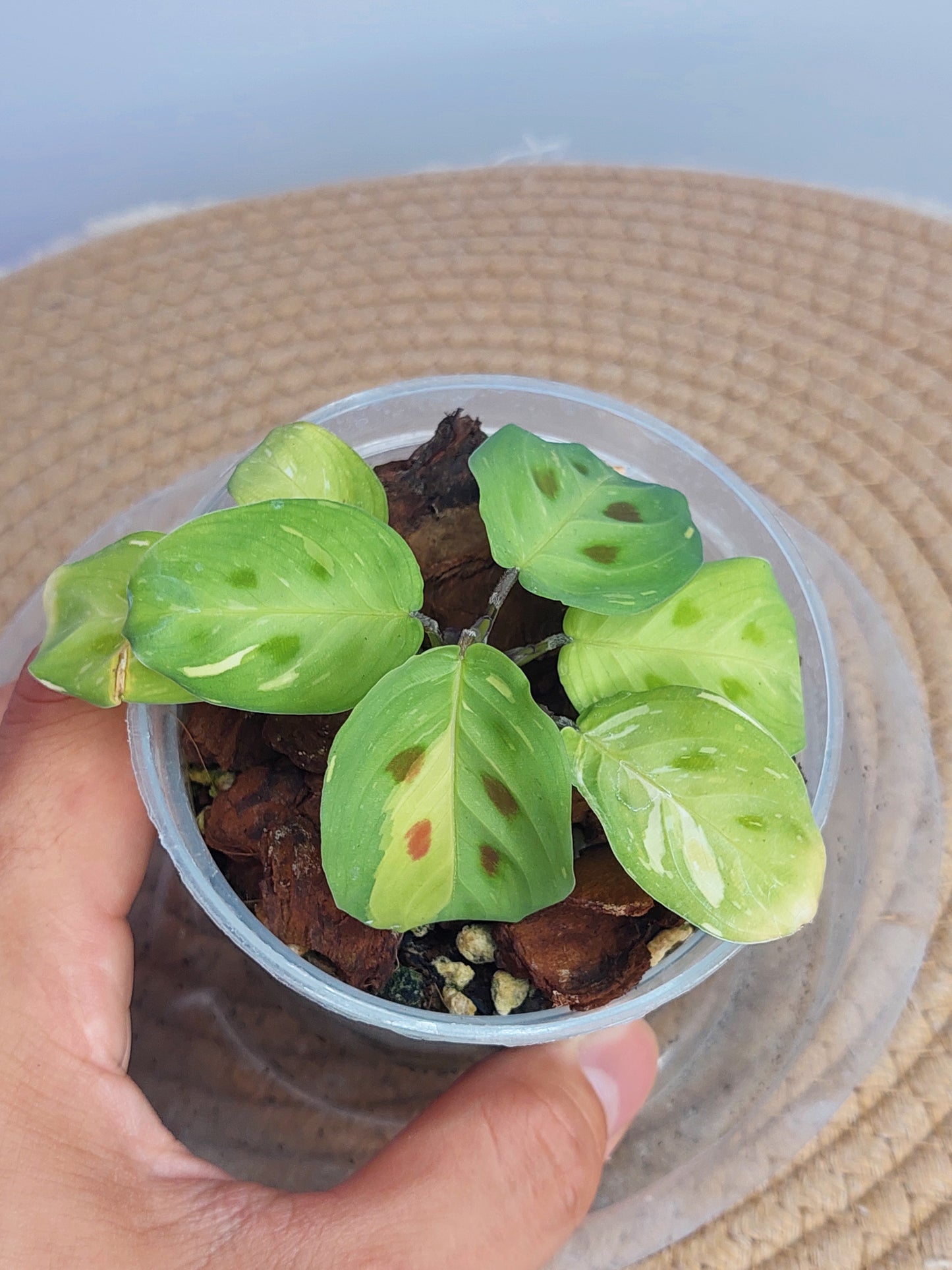 Prayer Plant(Maranta) Variegated 2