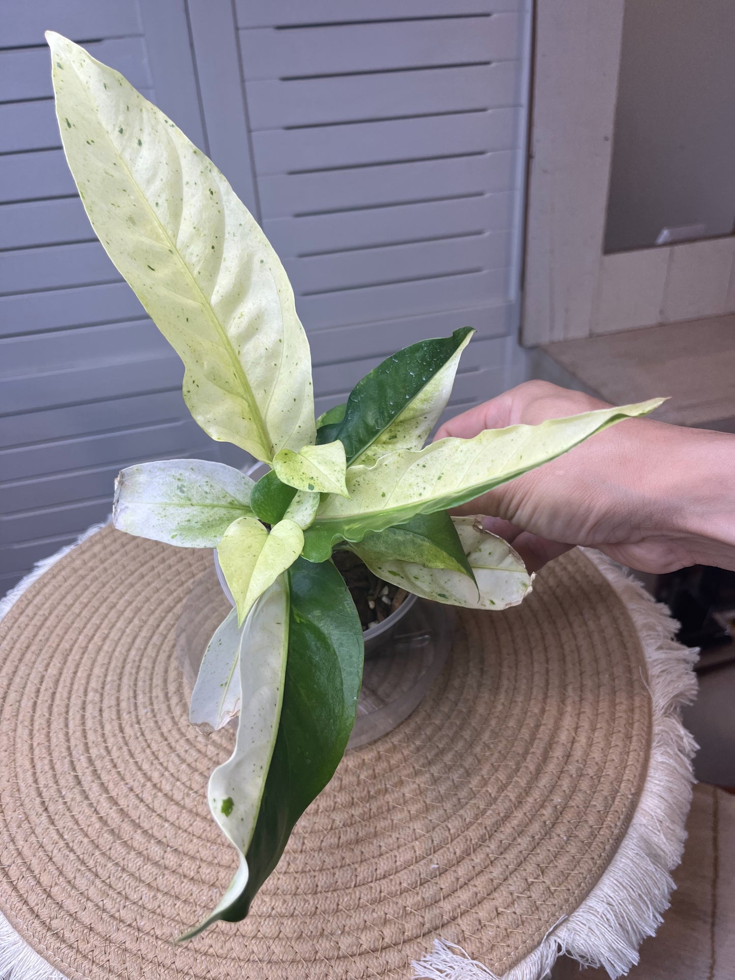 Anthurium Hookeri Variegated -2
