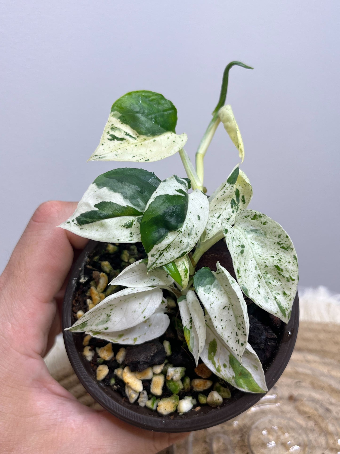 Epipremnum Pinnatum Marble 2