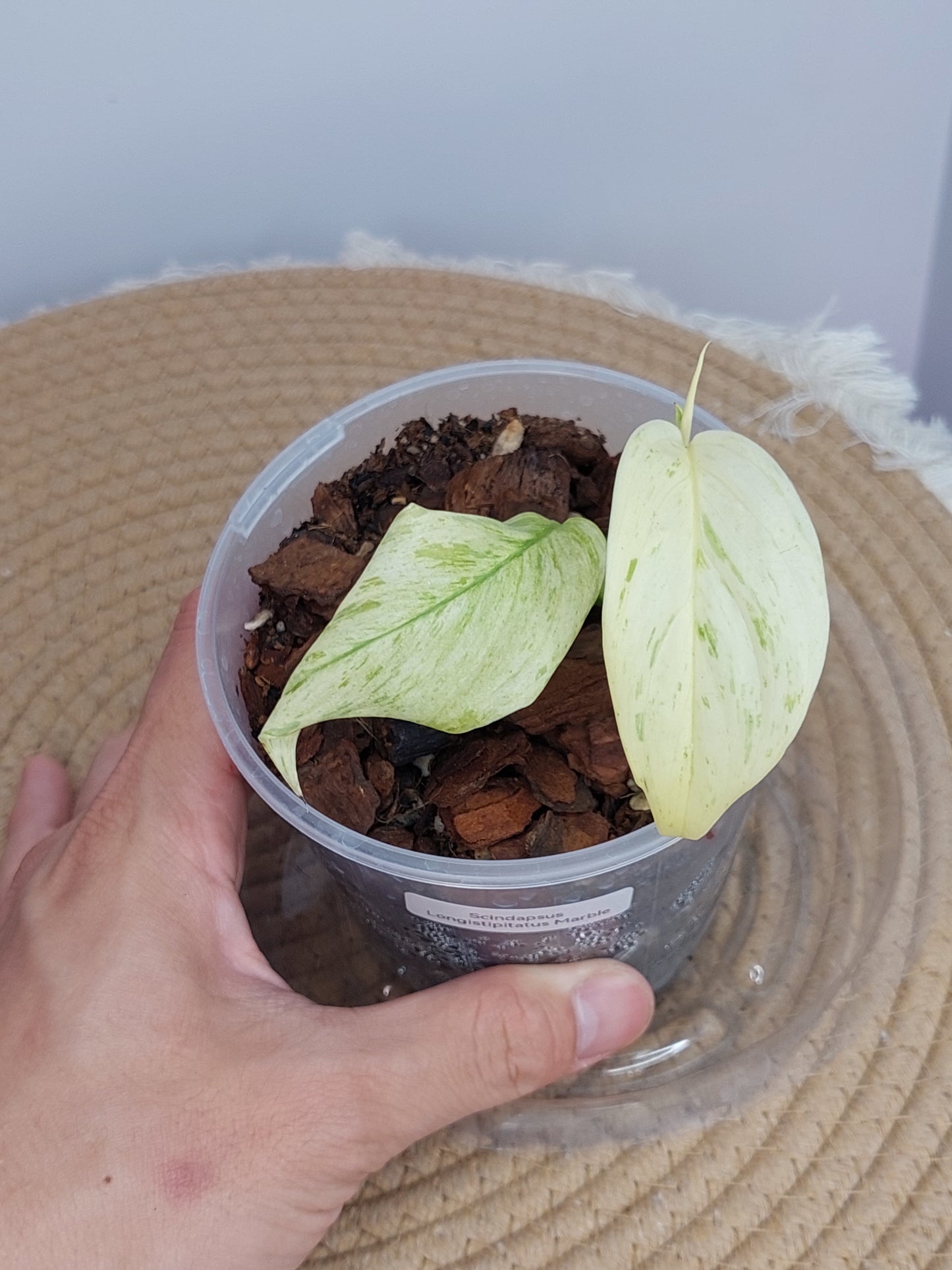 Scindapsus Longistipitatus Marble 1