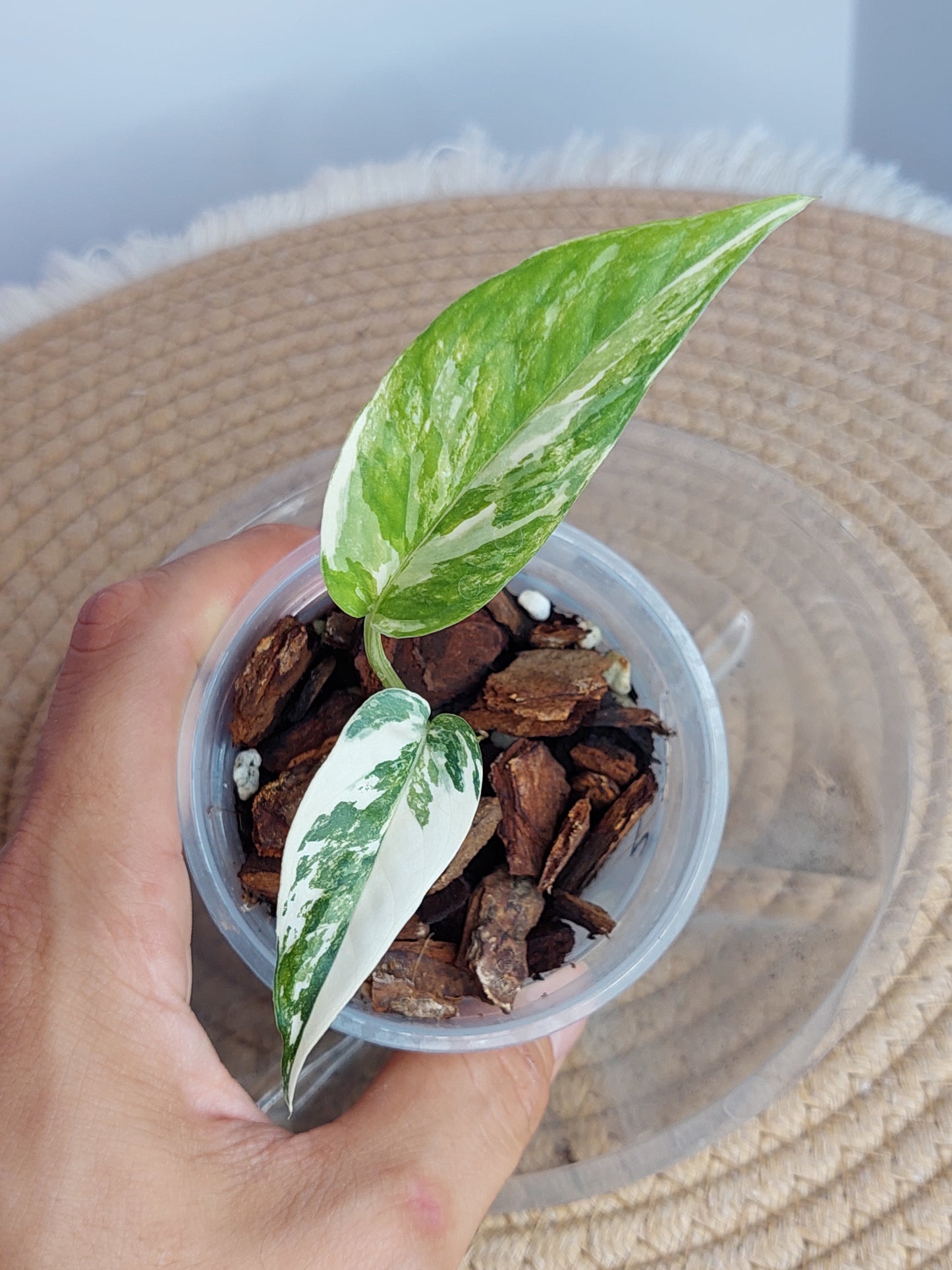 Epipremnum Pinnatum Albo (2)