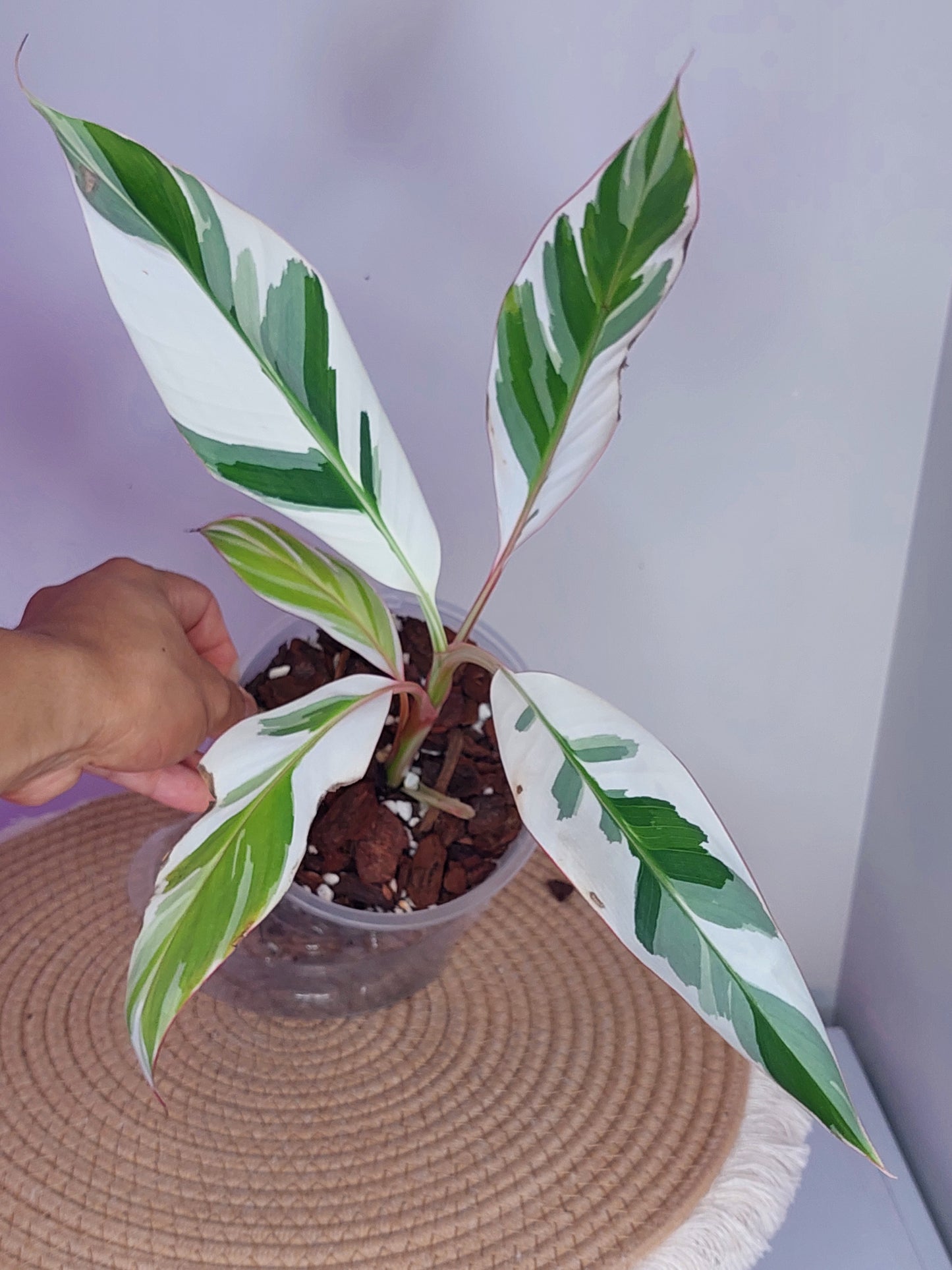 Musa Florida Variegated 1