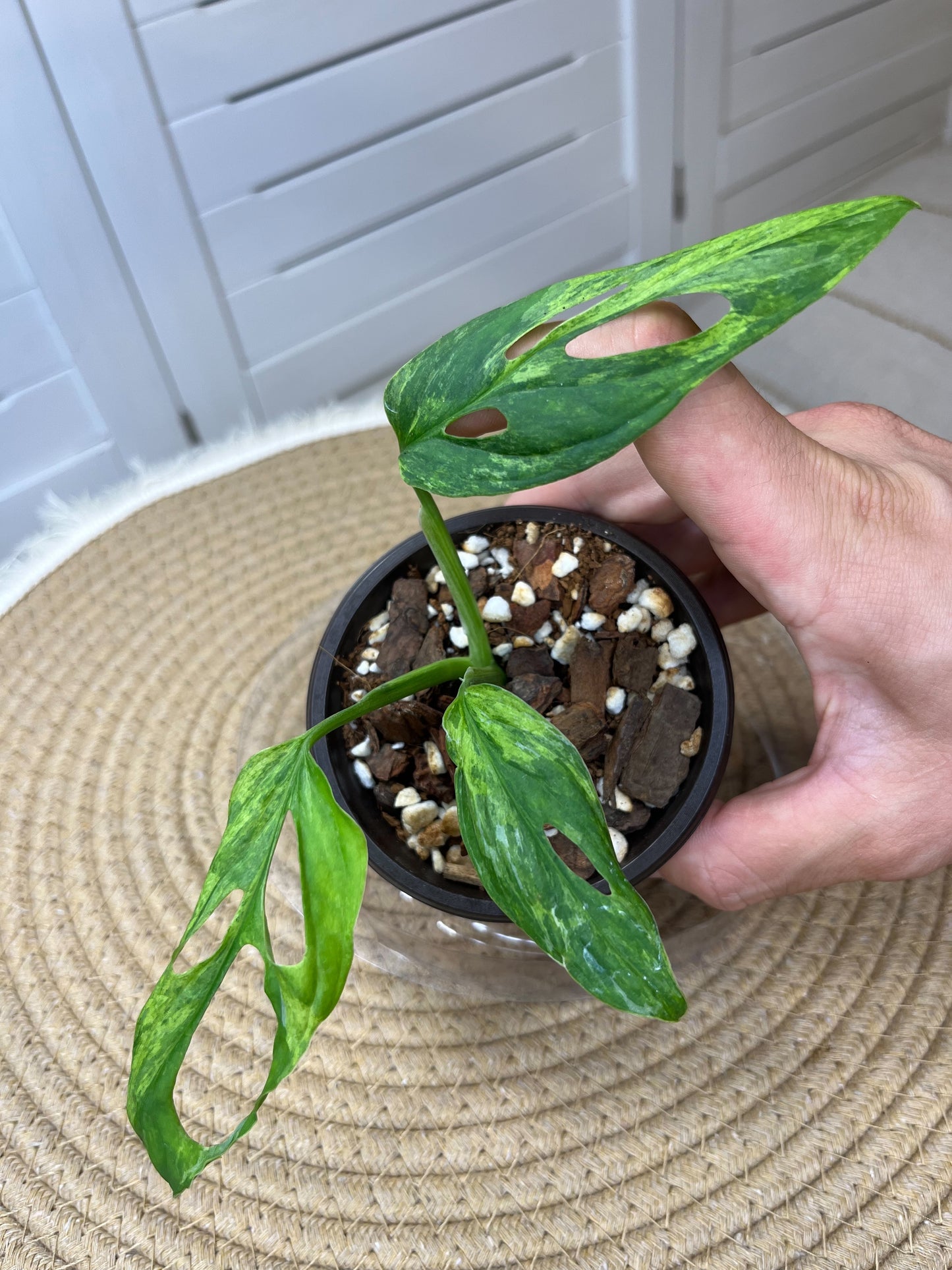 Monstera Adansonii Mint #B