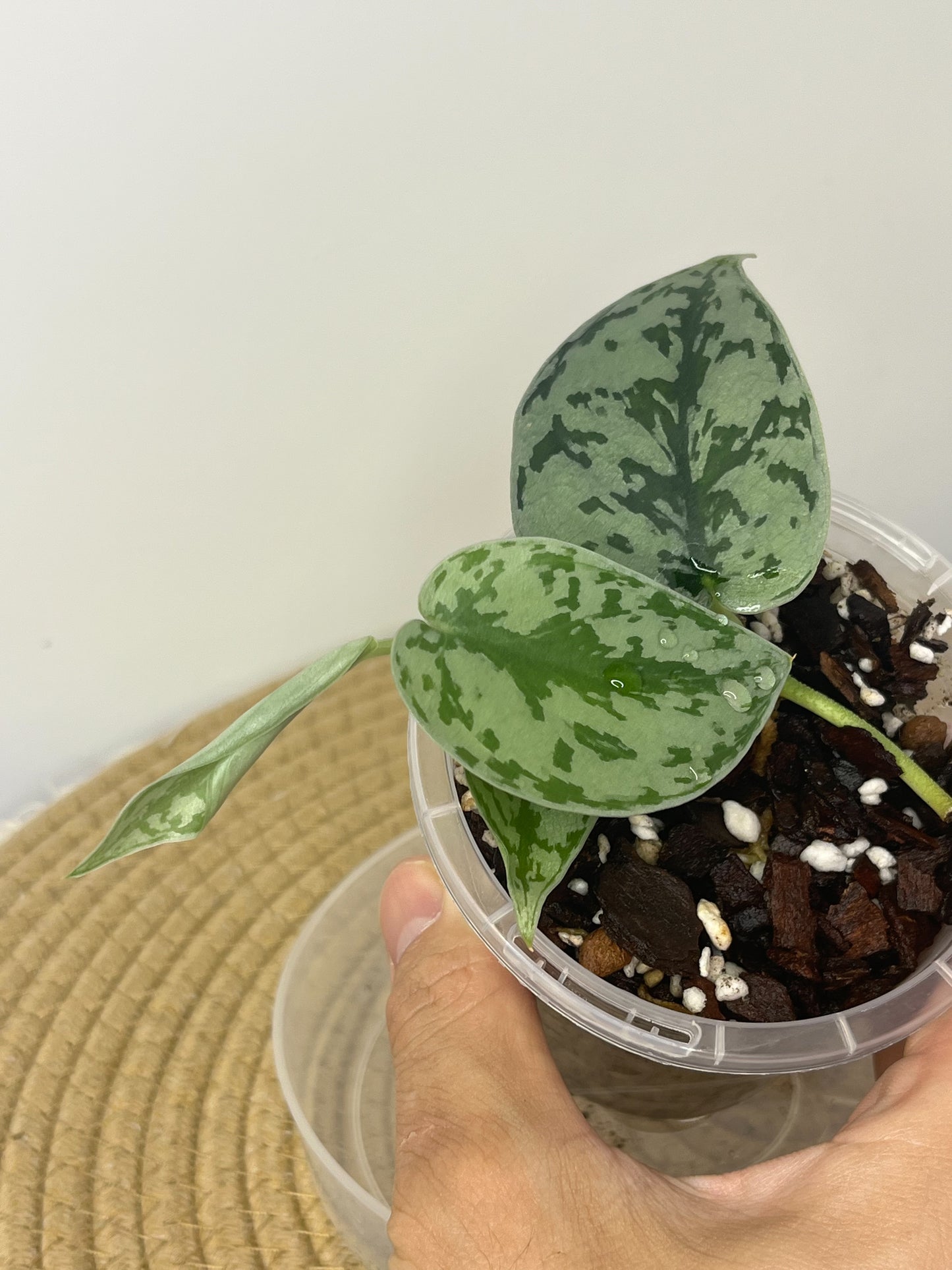 Scindapsus Silver Lady 1