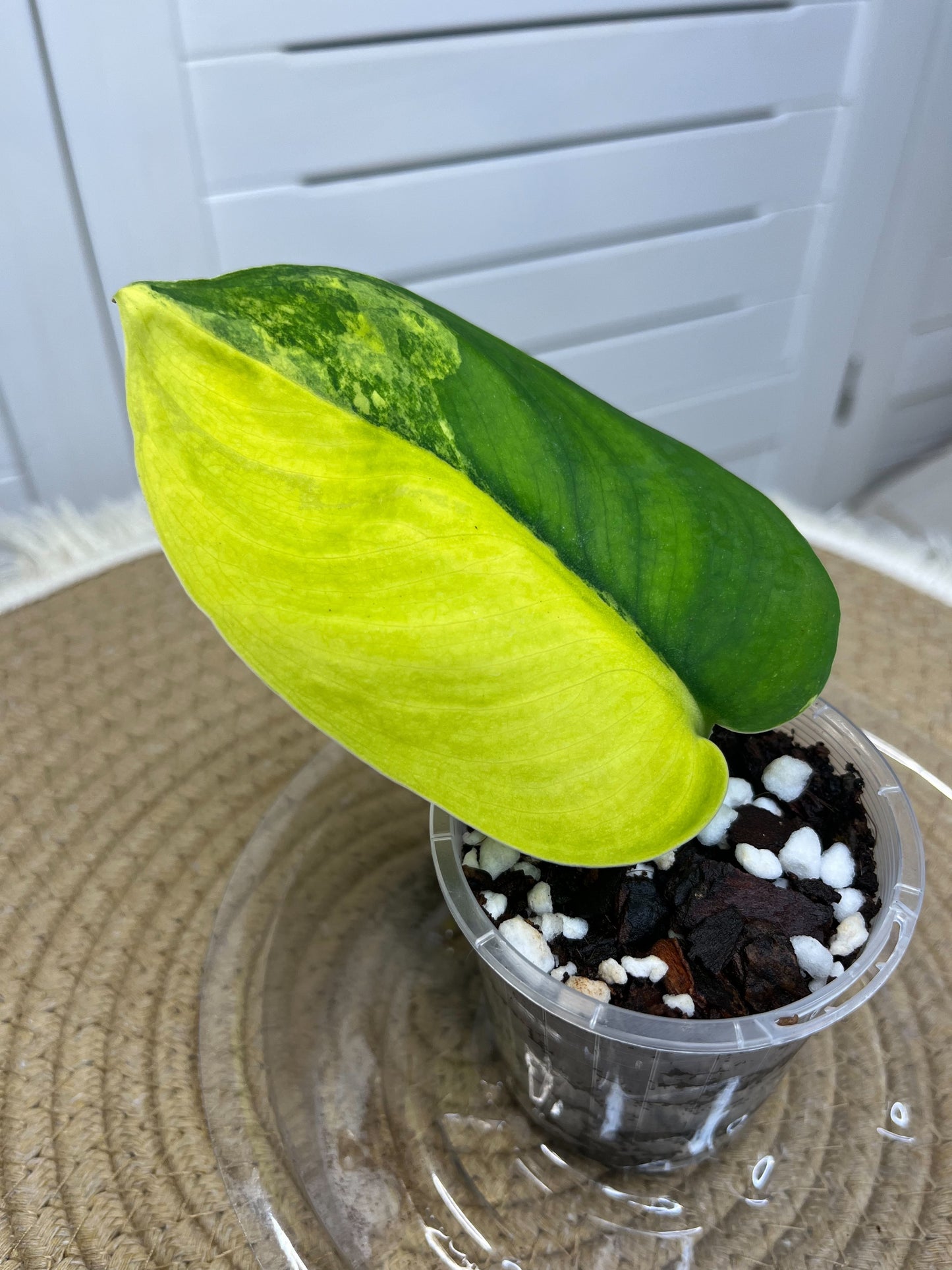 Scindapsus Jade Satin Variegated B