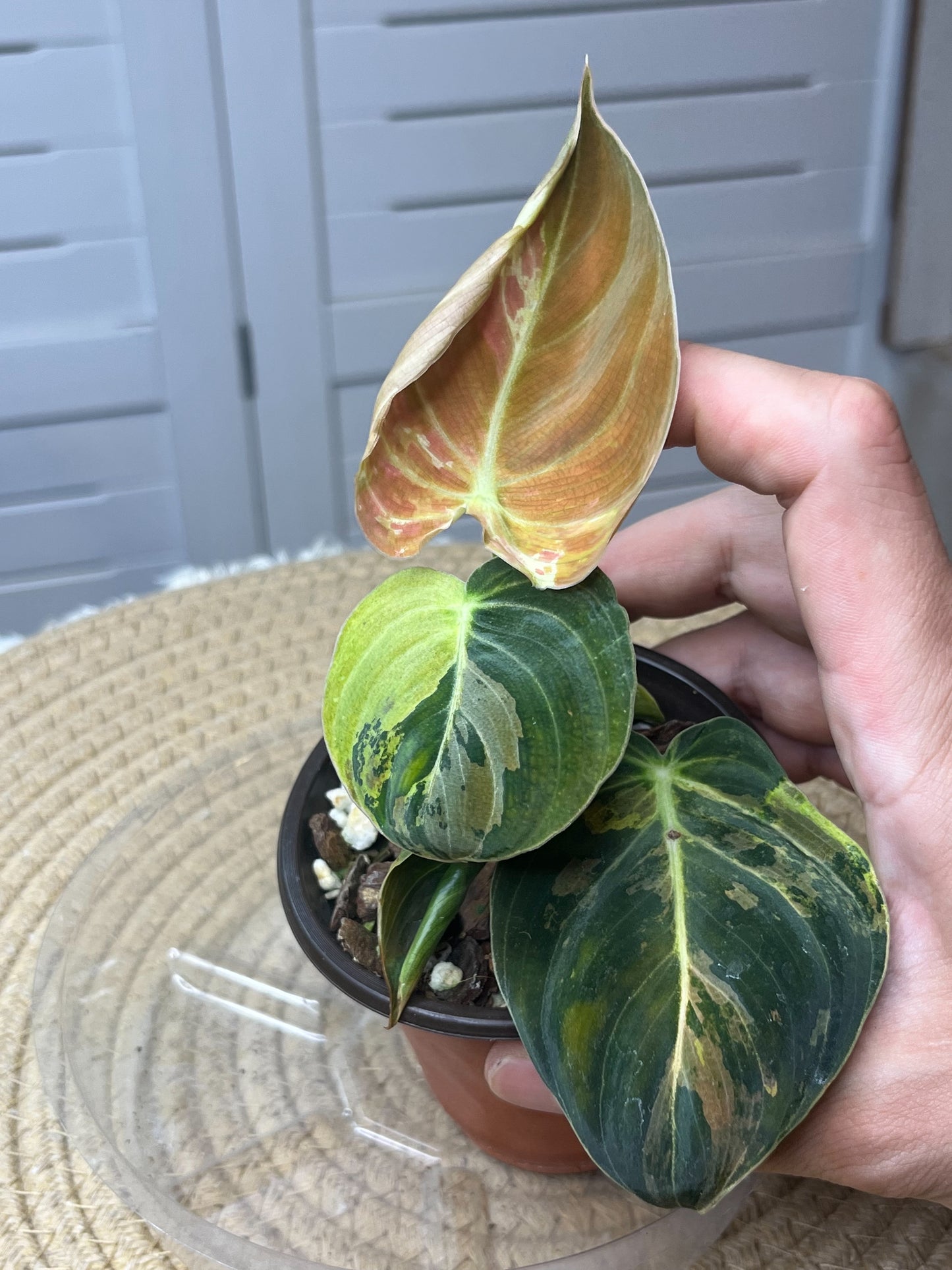 Philodendron Melanochrysum Variegated -1