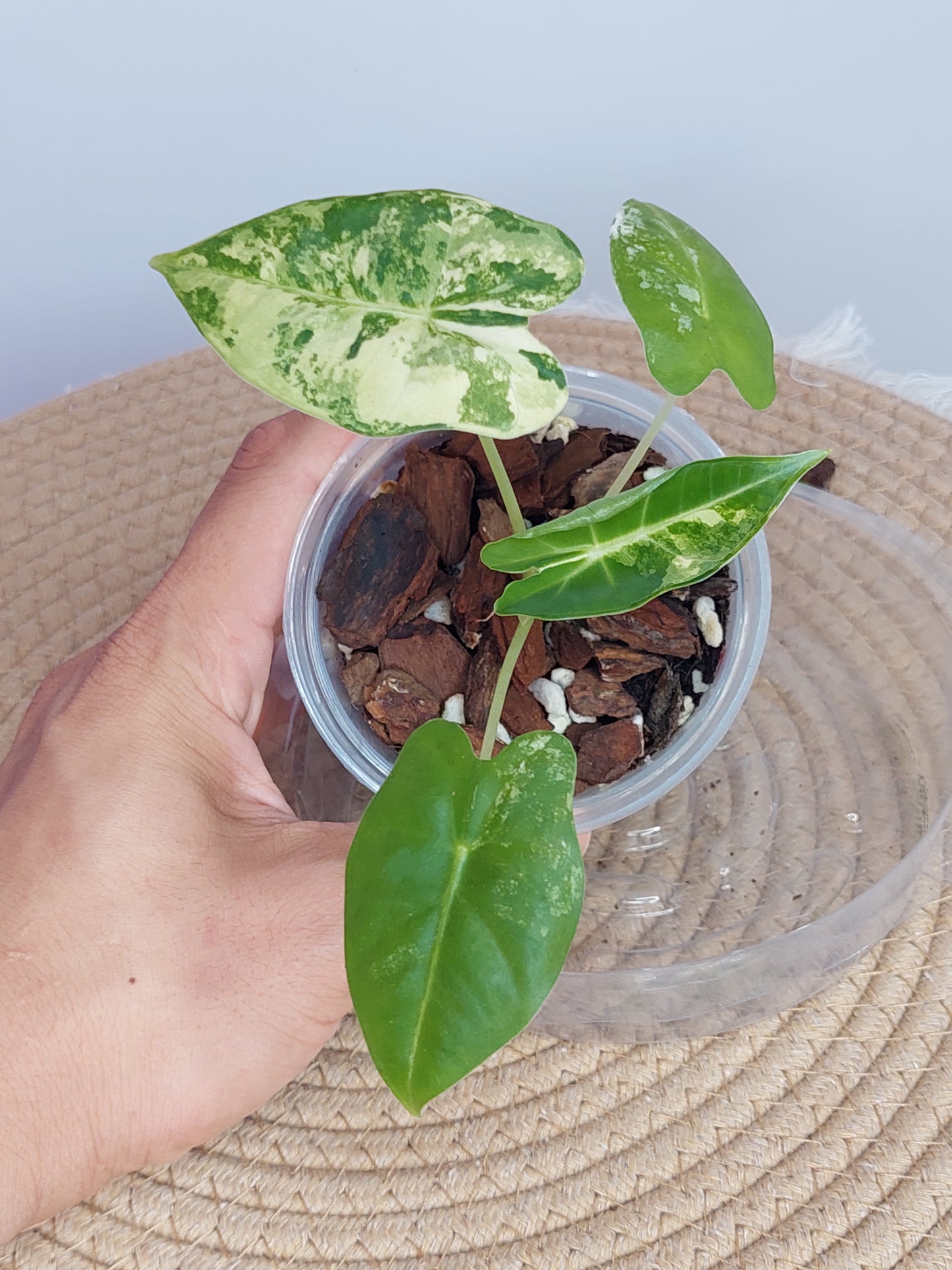 Alocasia Frydek Variegated 2