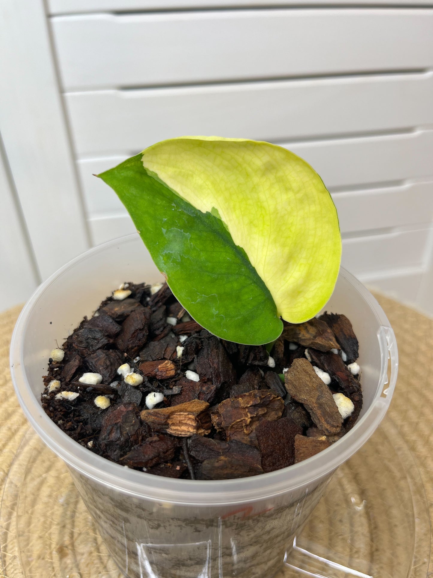 Scindapsus Jade Satin Variegated B