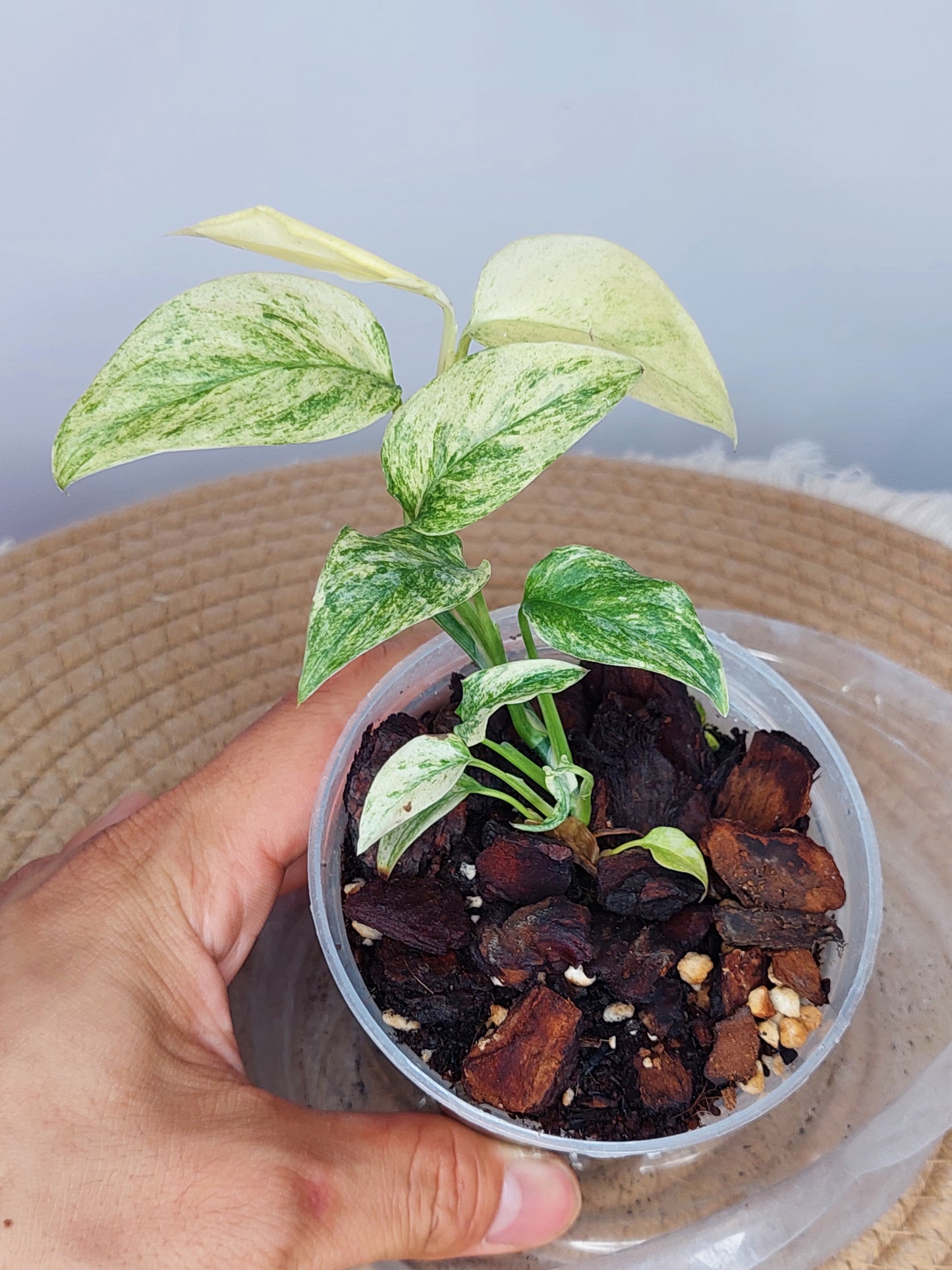 Monstera Adansonii Laniata Mint - (1)