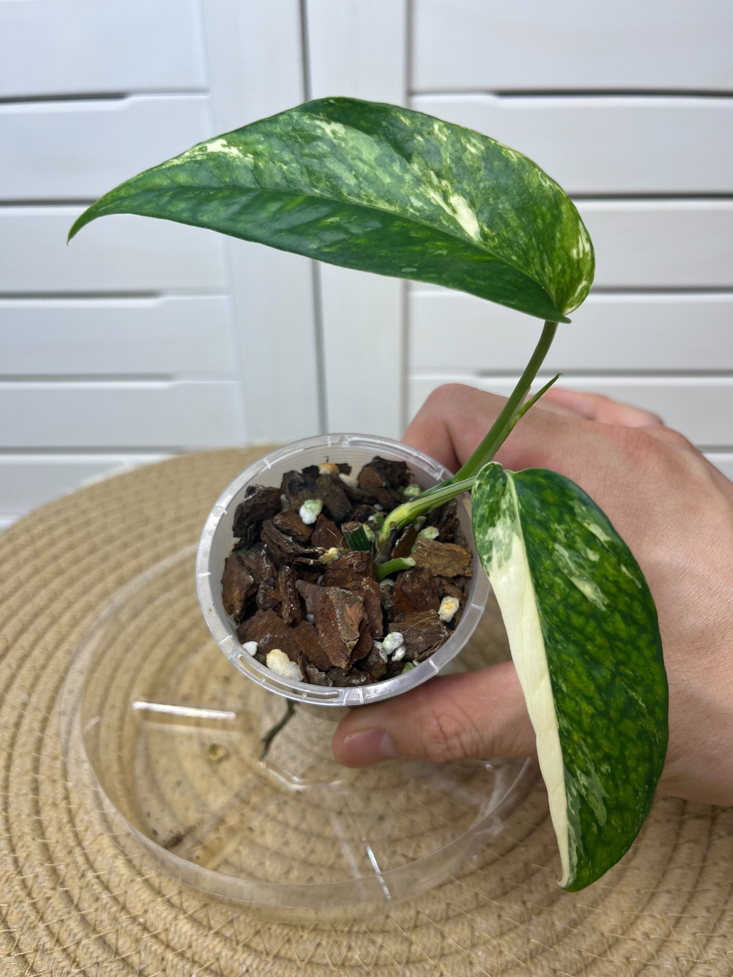 Epipremnum Pinnatum Albo 2