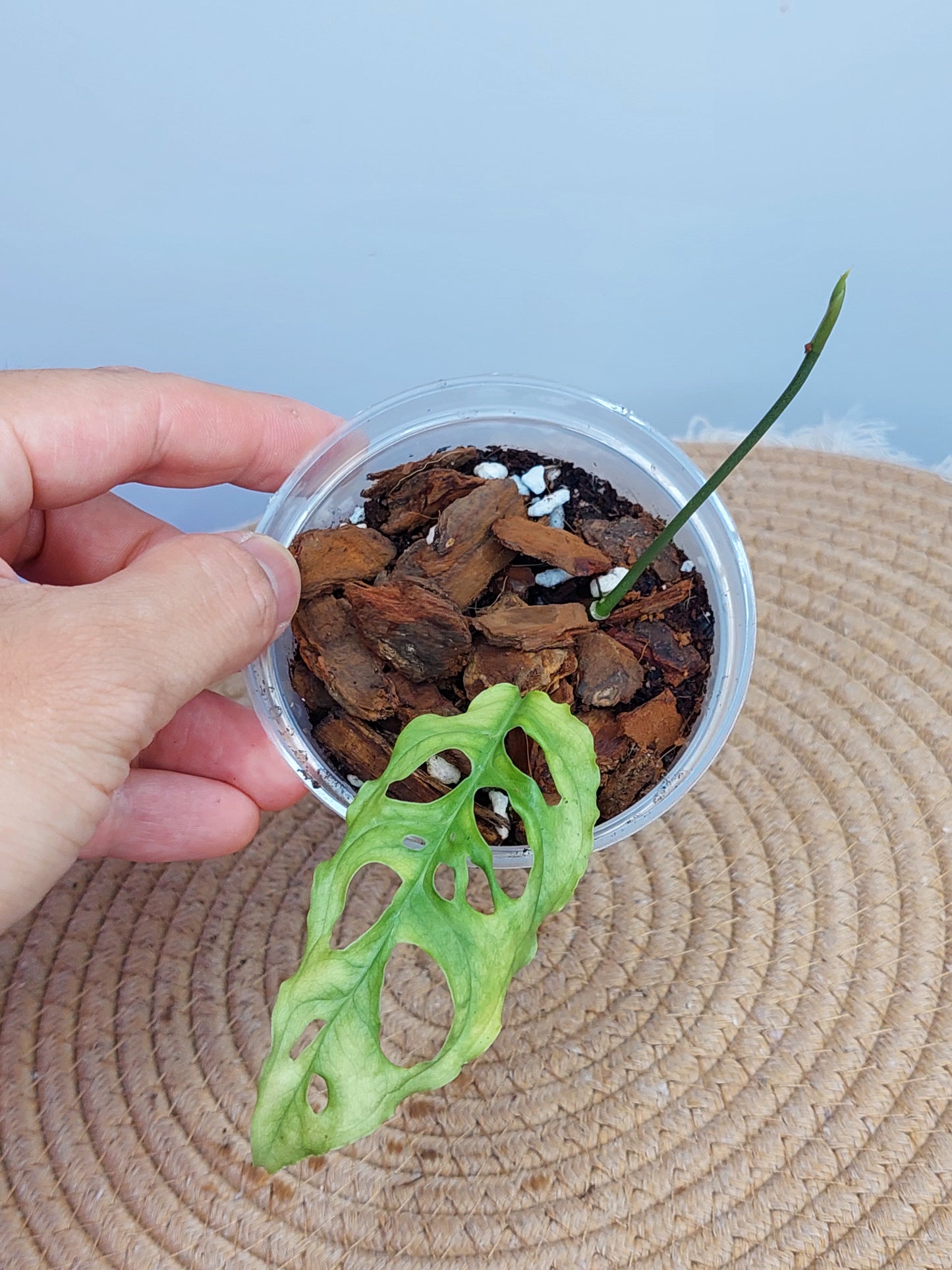 Monstera Obliqua Peru #2