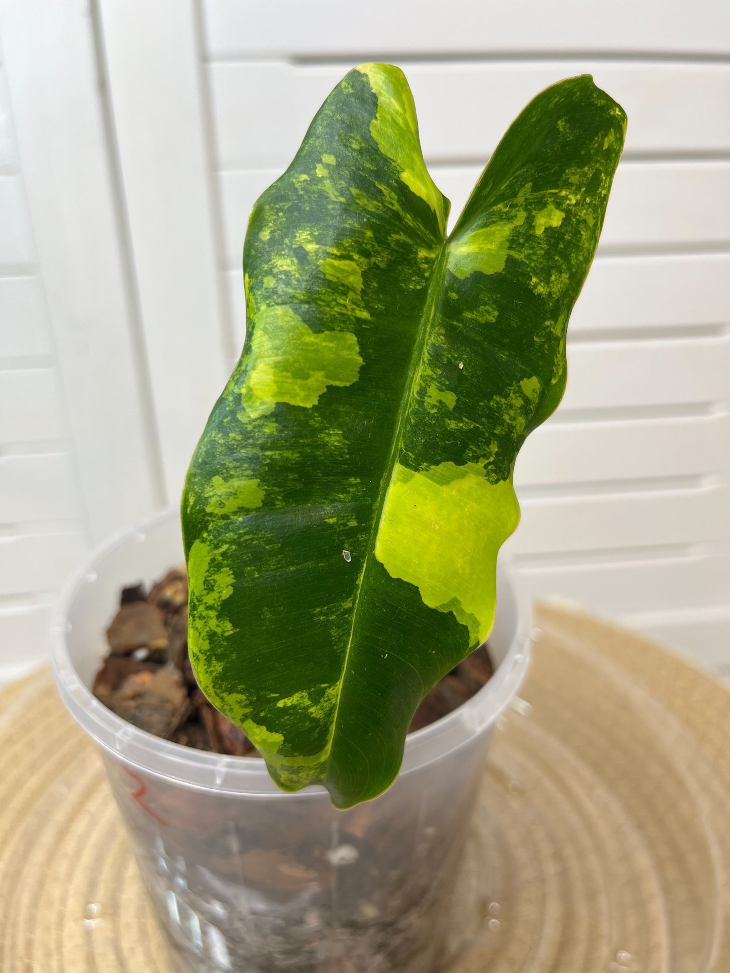 Philodendron Burle Marx variegated B