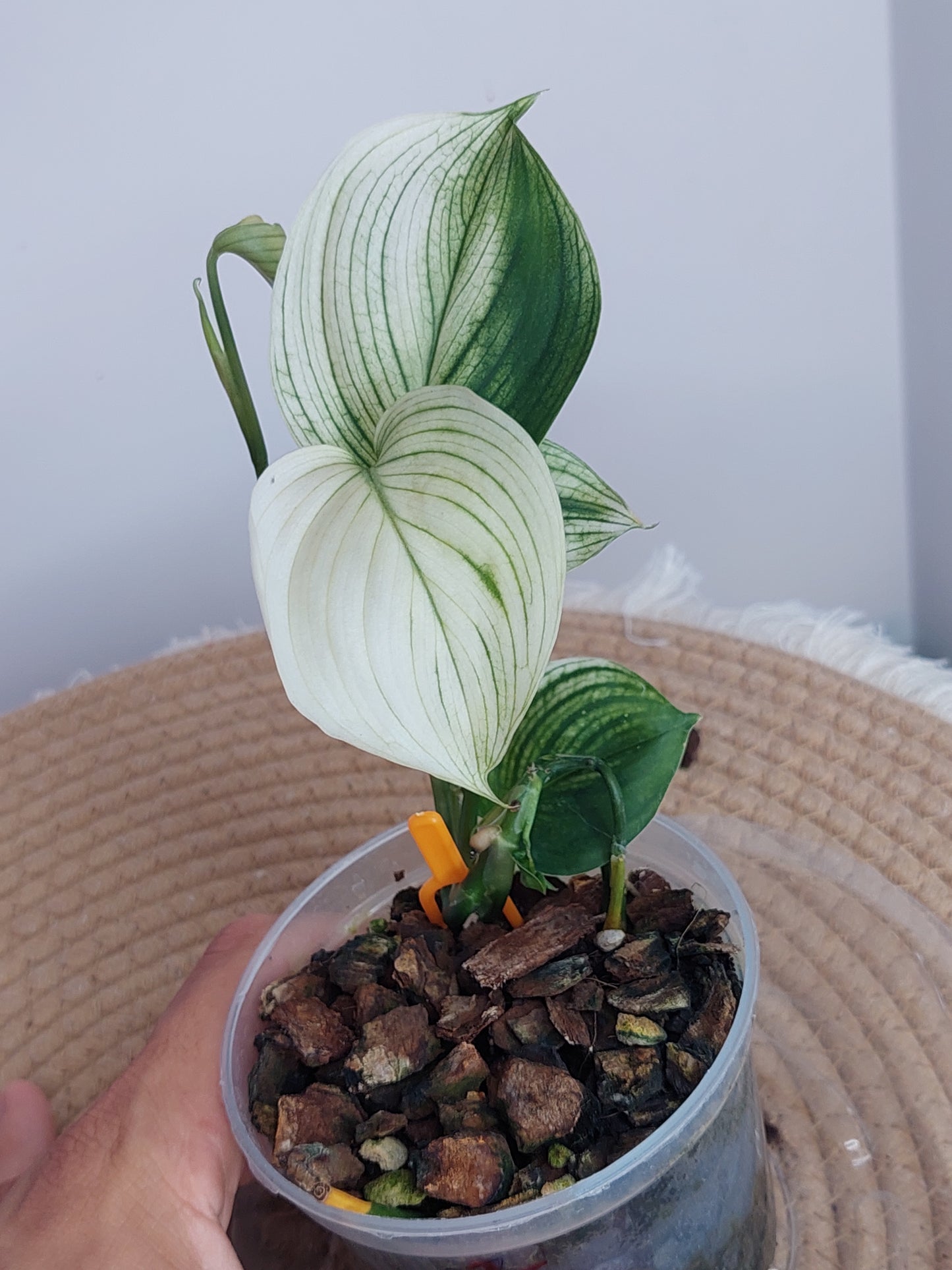 Scindapsus White Monster 2