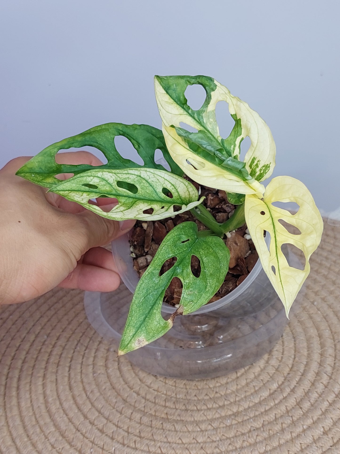 Monstera Monkey Mask(Adansonii) Variegated 2