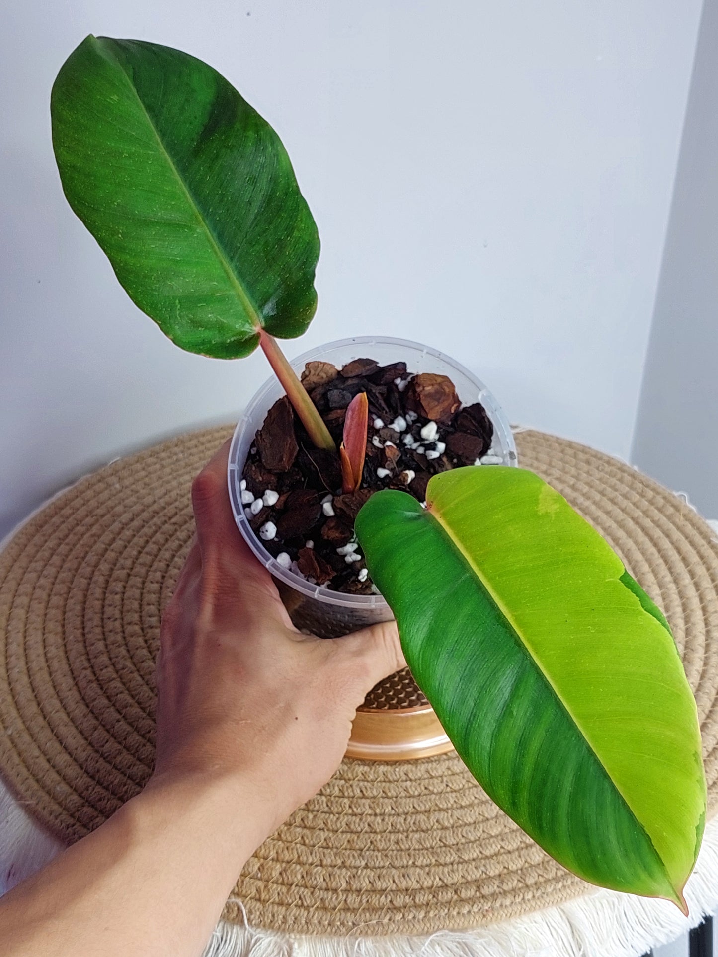 Philodendron Jungle Fever Variegated _ 1