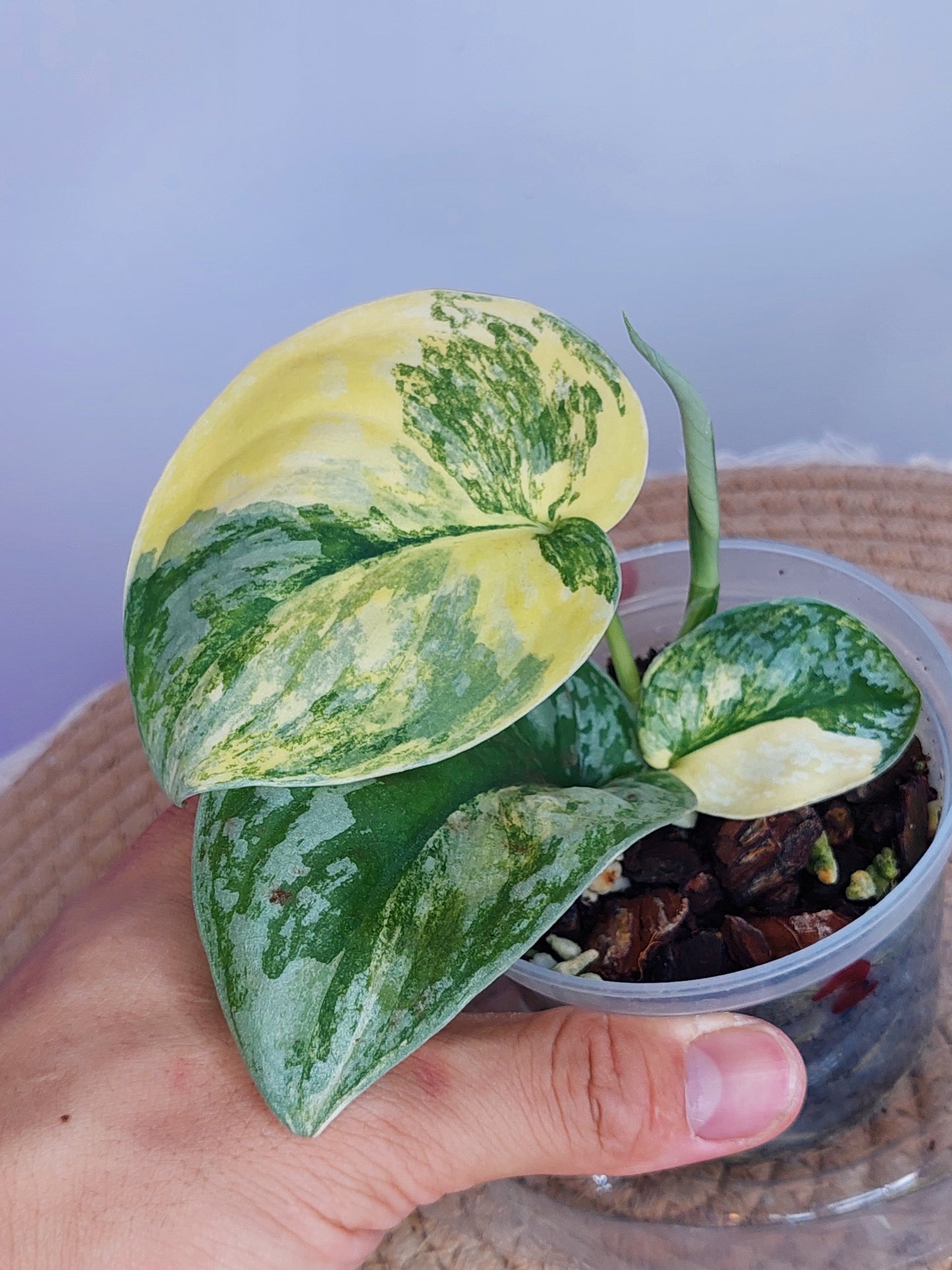 Scindapsus Exotica Variegated 2