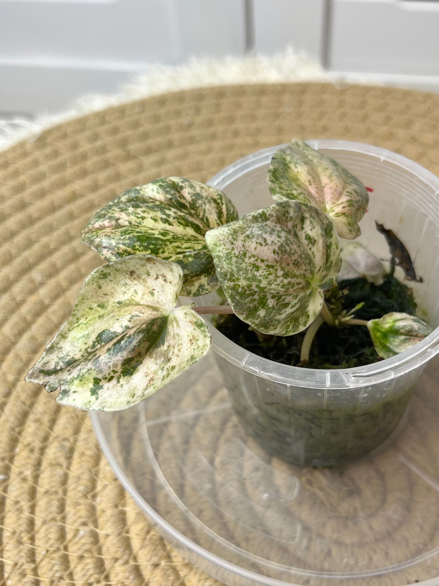 Peperomia Pink Lady (2)