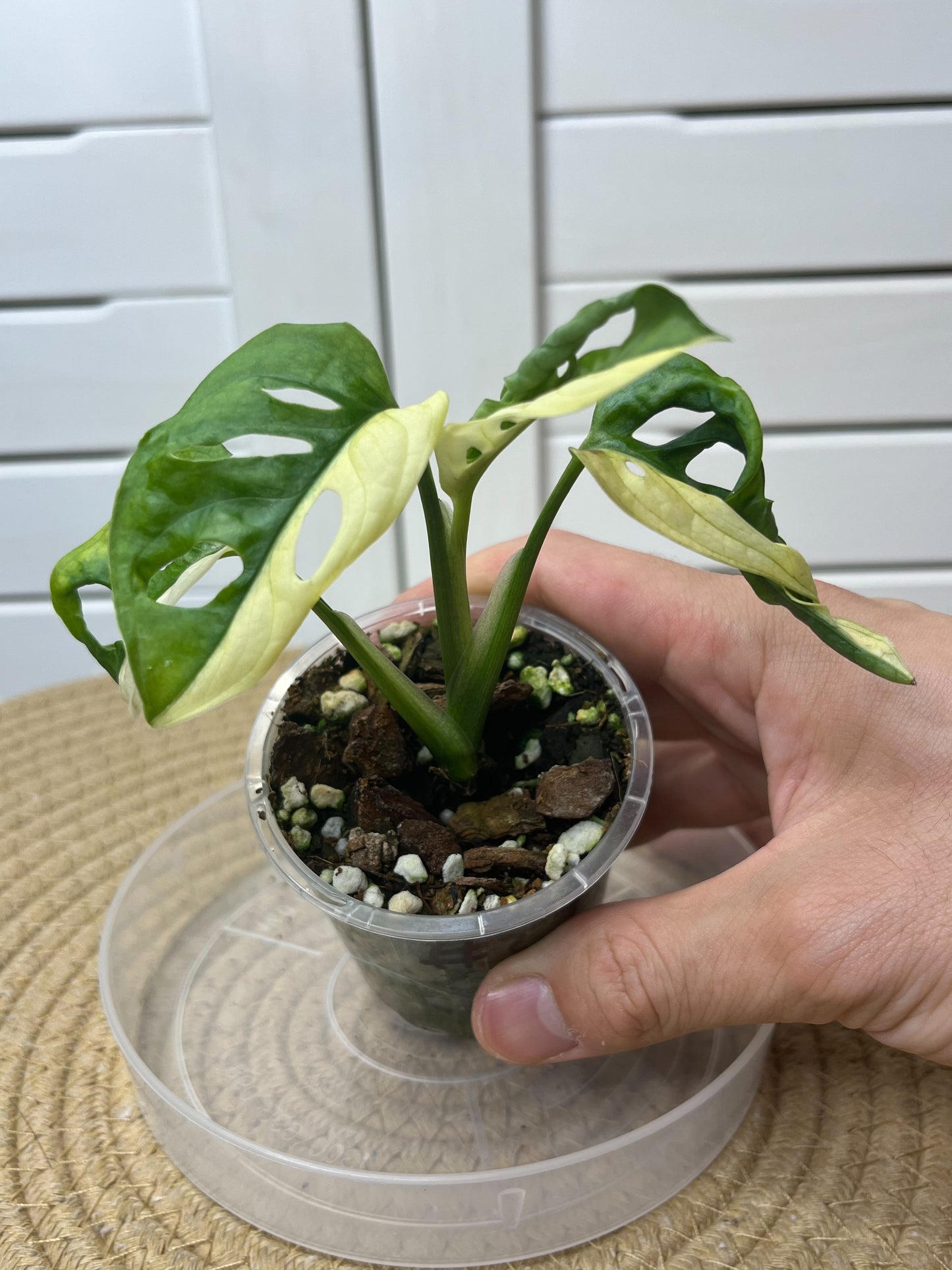 Monstera Monkey Mask(Adansonii) Variegated #2
