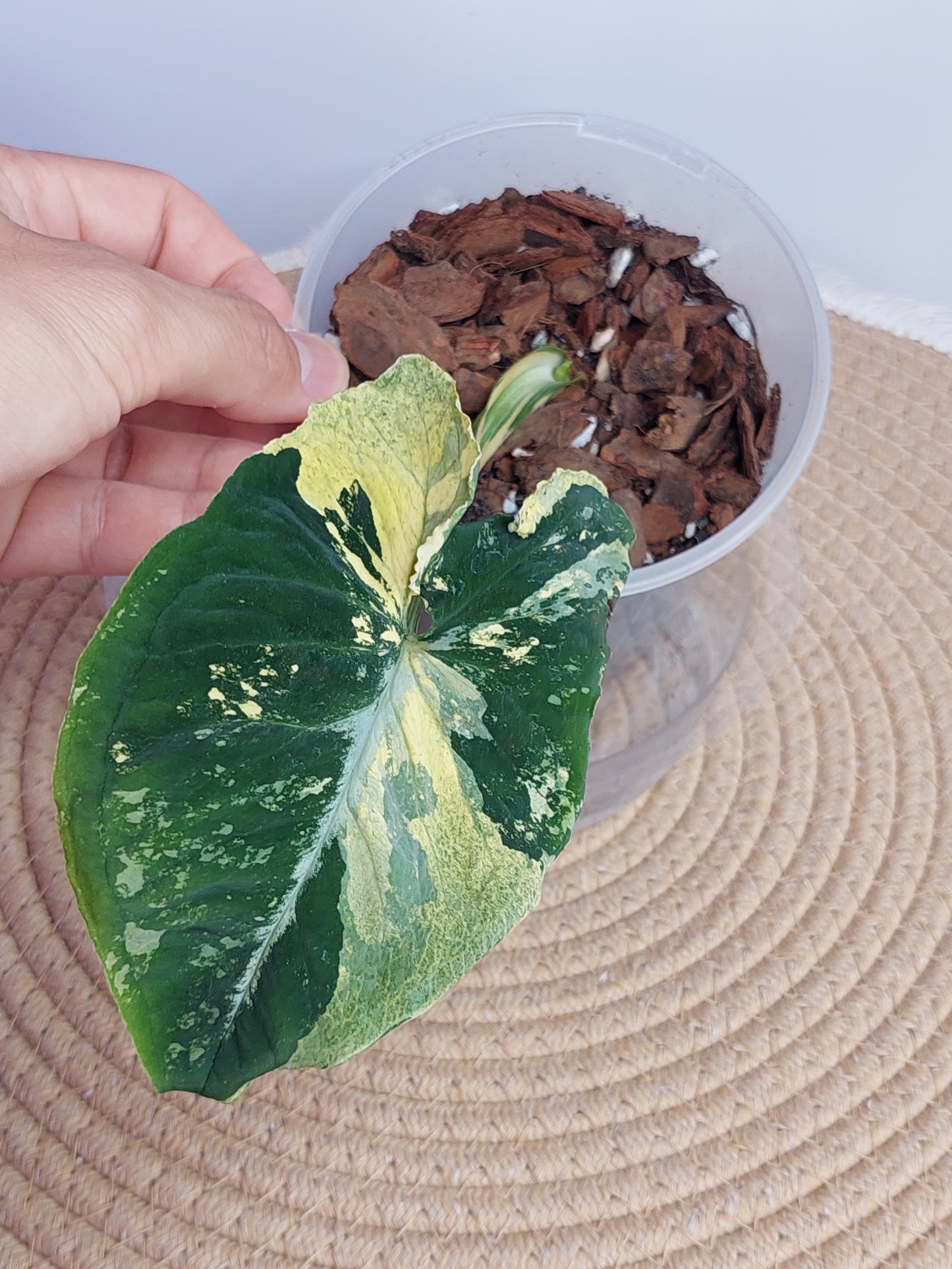 Syngonium Scrambled Eggs #B