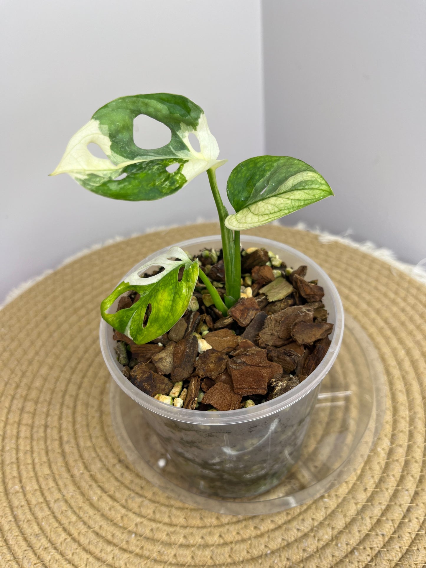 Monstera Monkey Mask(Adansonii) Variegated 02