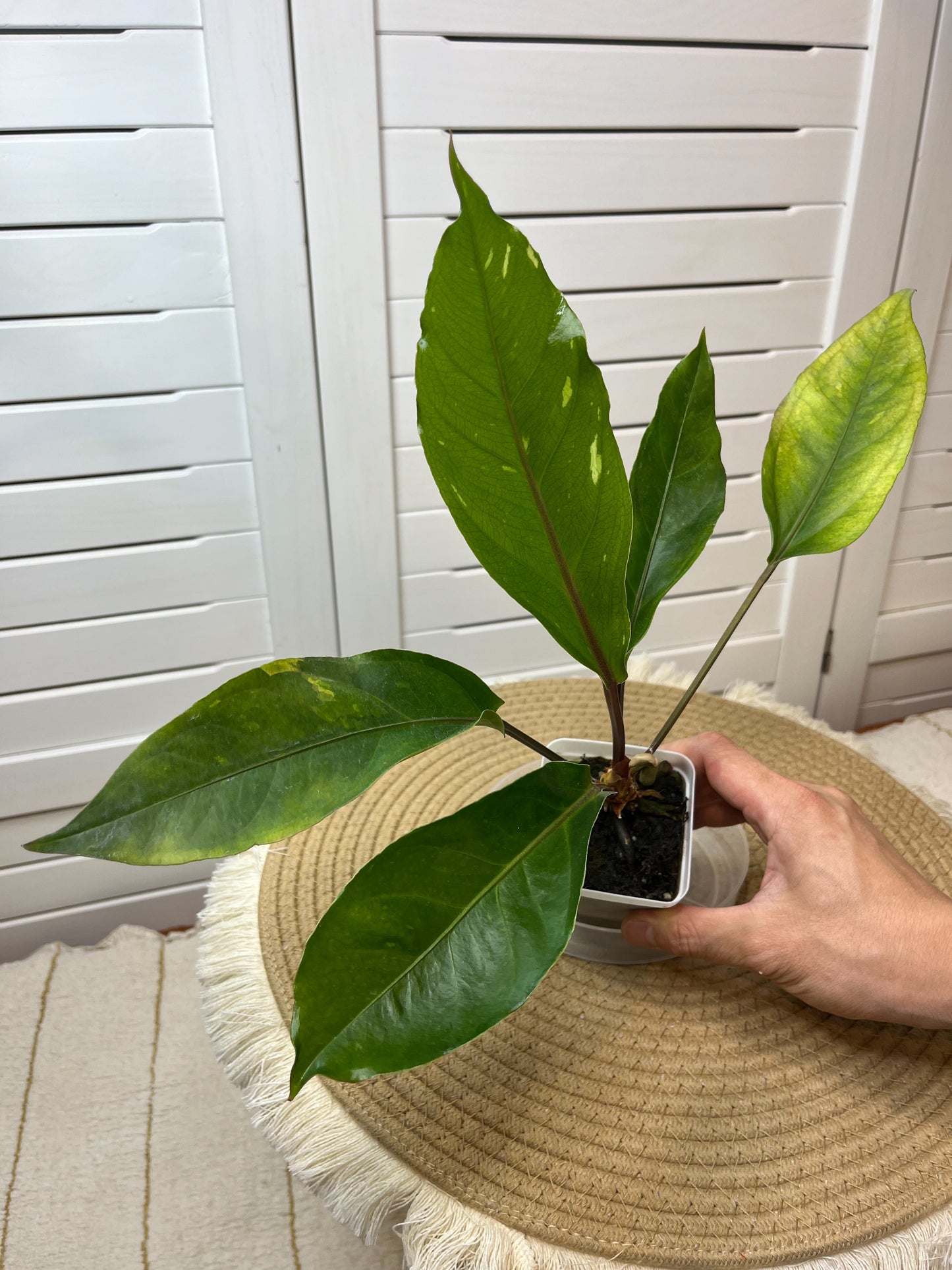 Anthurium Hookeri Variegated (2)