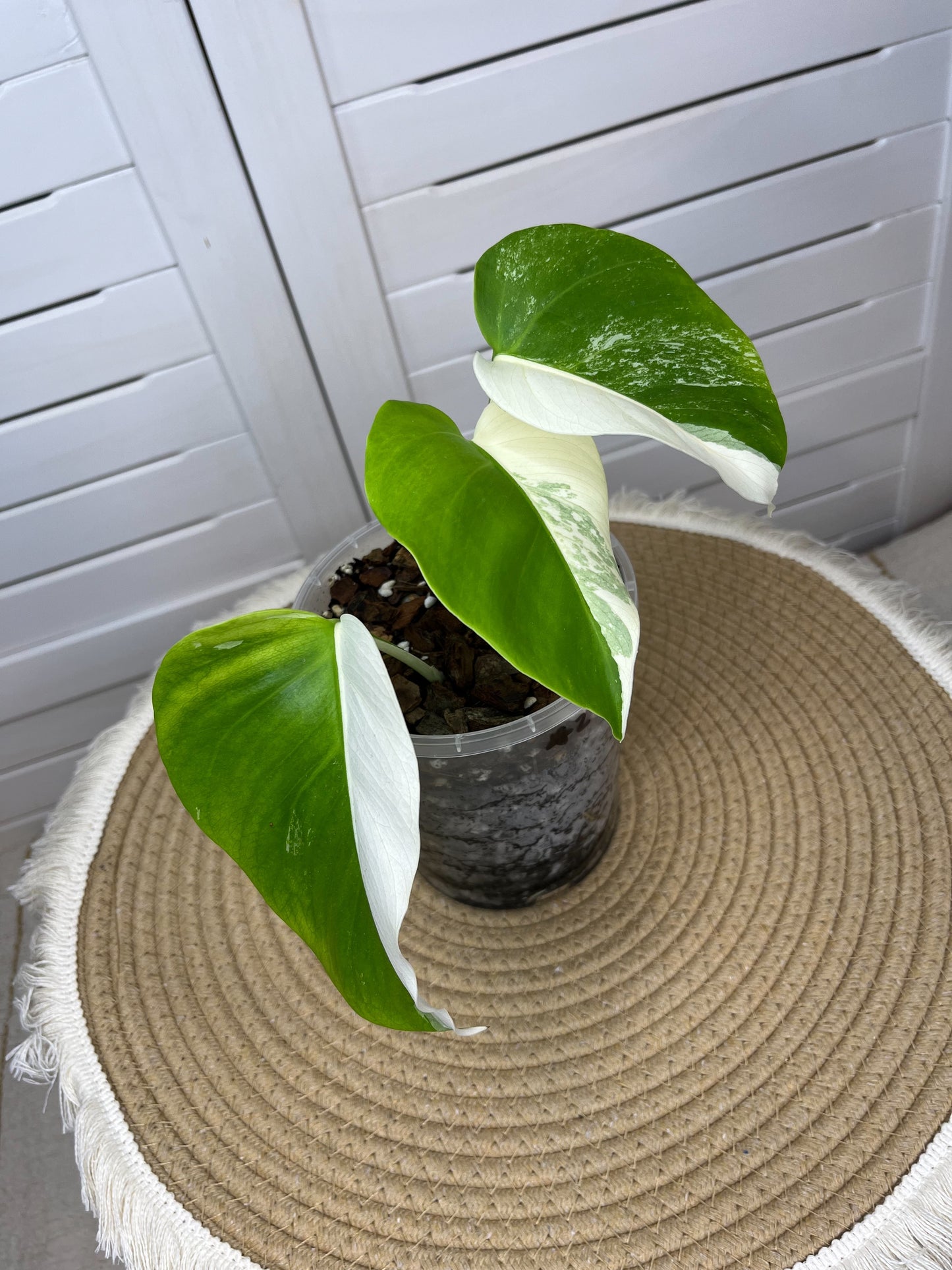 Monstera Borsigiana Albo Variegated (2)